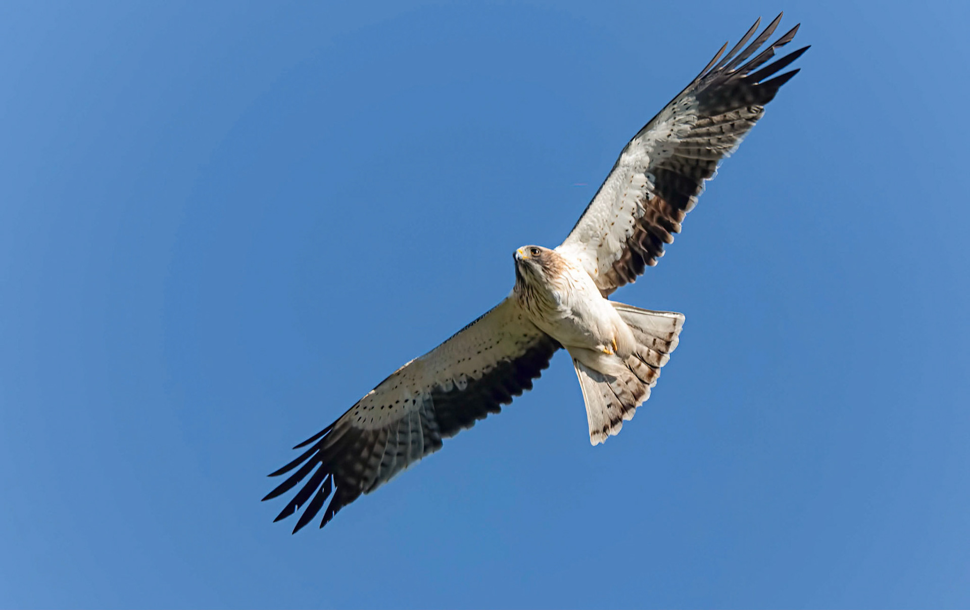 Booted Eagle, La Biar, Spain 22/12/18