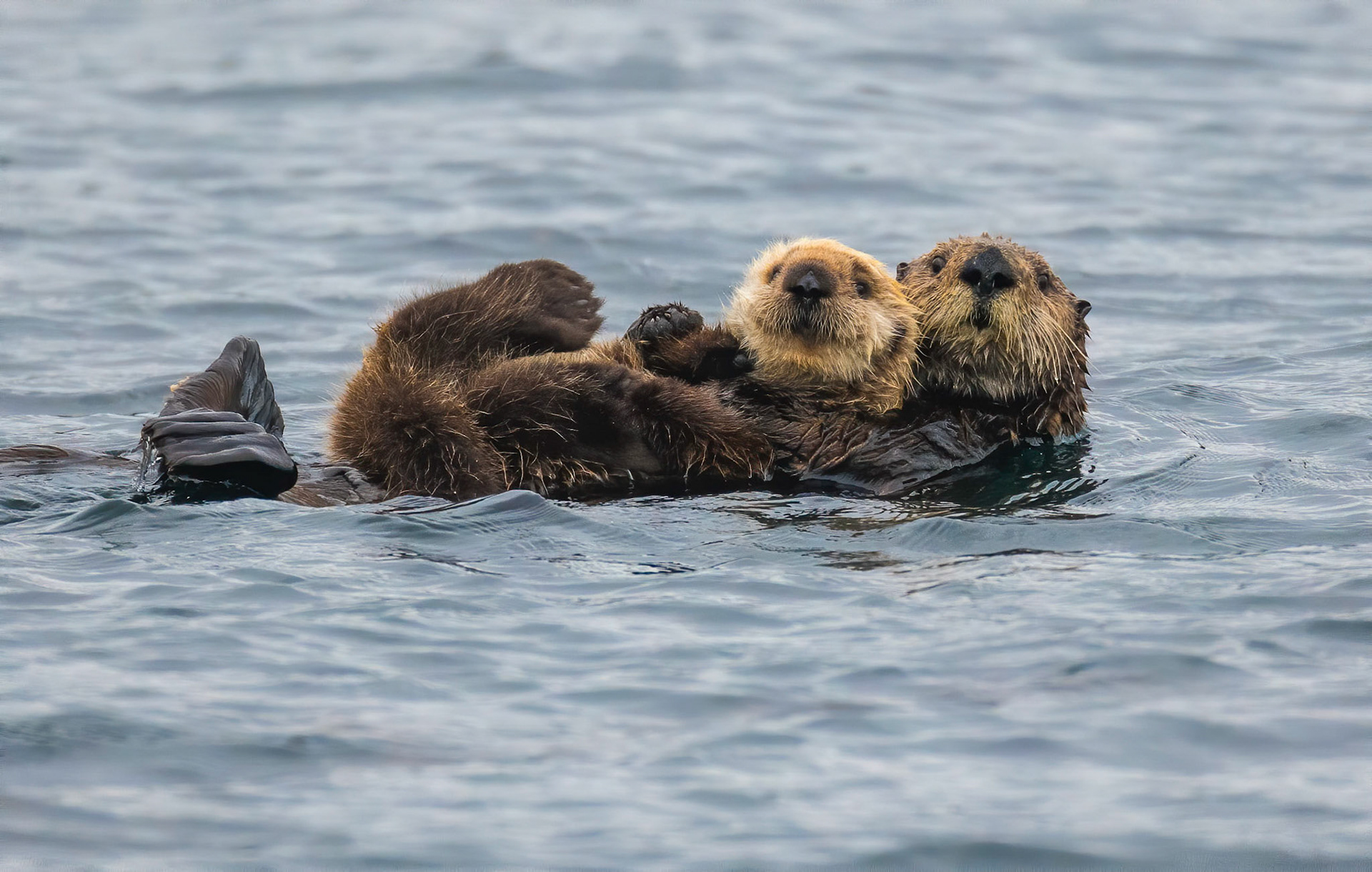 Sea Otter with pup. Quatsino Sound. Vancouver Island 20/09/18