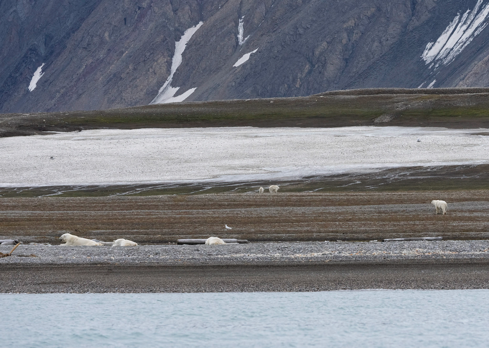 6 Polar Bears attracted to 2 year old Whale meat on shore. Lomfjorden, Svalbard. 04-08-2022.