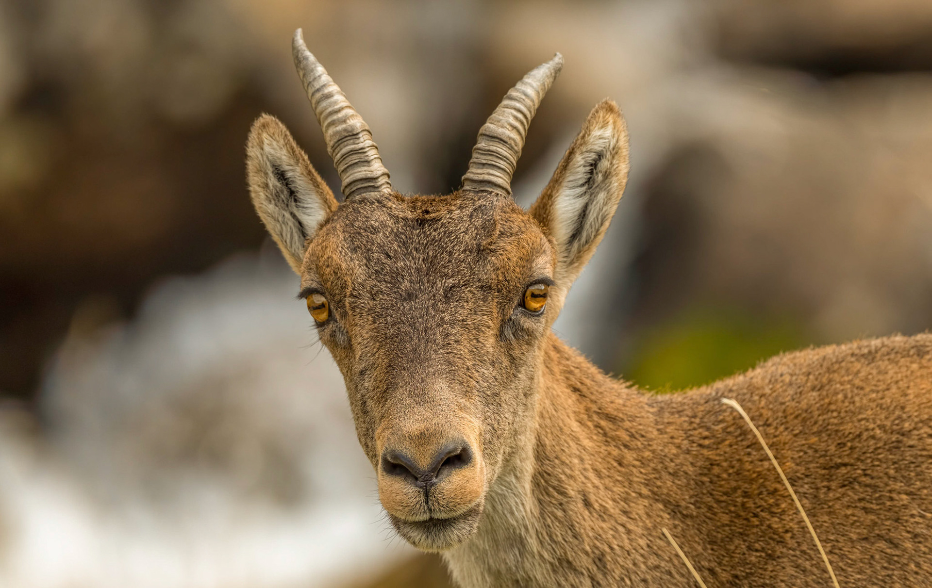 Spanish Ibex, Gredos Mtns Spain 24/09/19