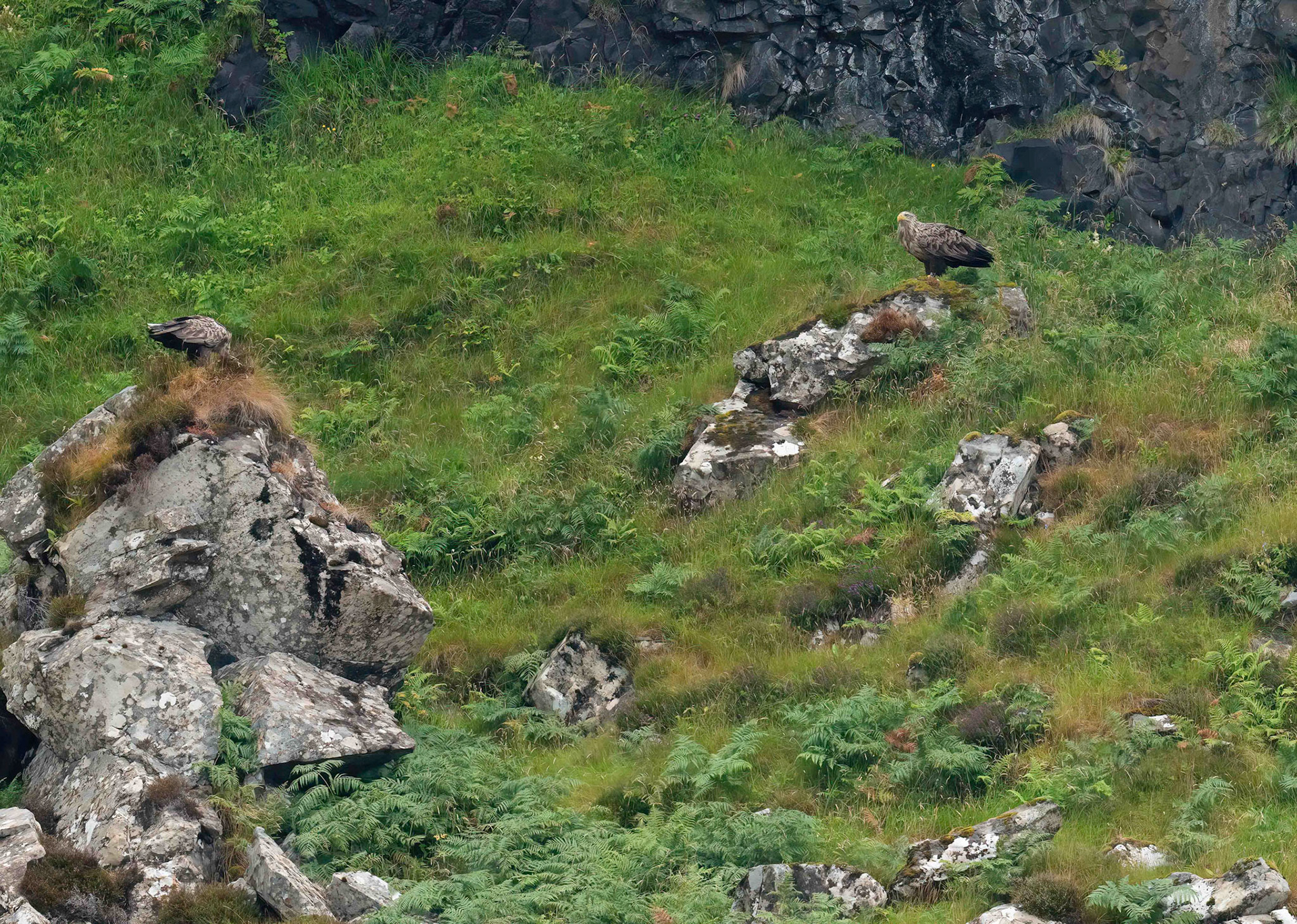 Adult White-tailed Eagle f wit Male feeding nearby, Loch Na Keal, Mull, Scotland. 05/08/21.