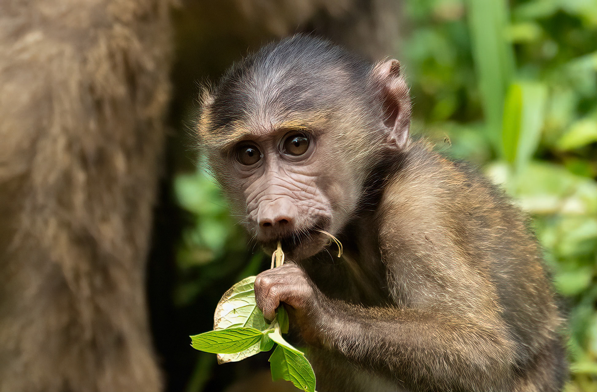 Olive Baboon baby, Kibale Forest Park, Uganda. 03-08-23.