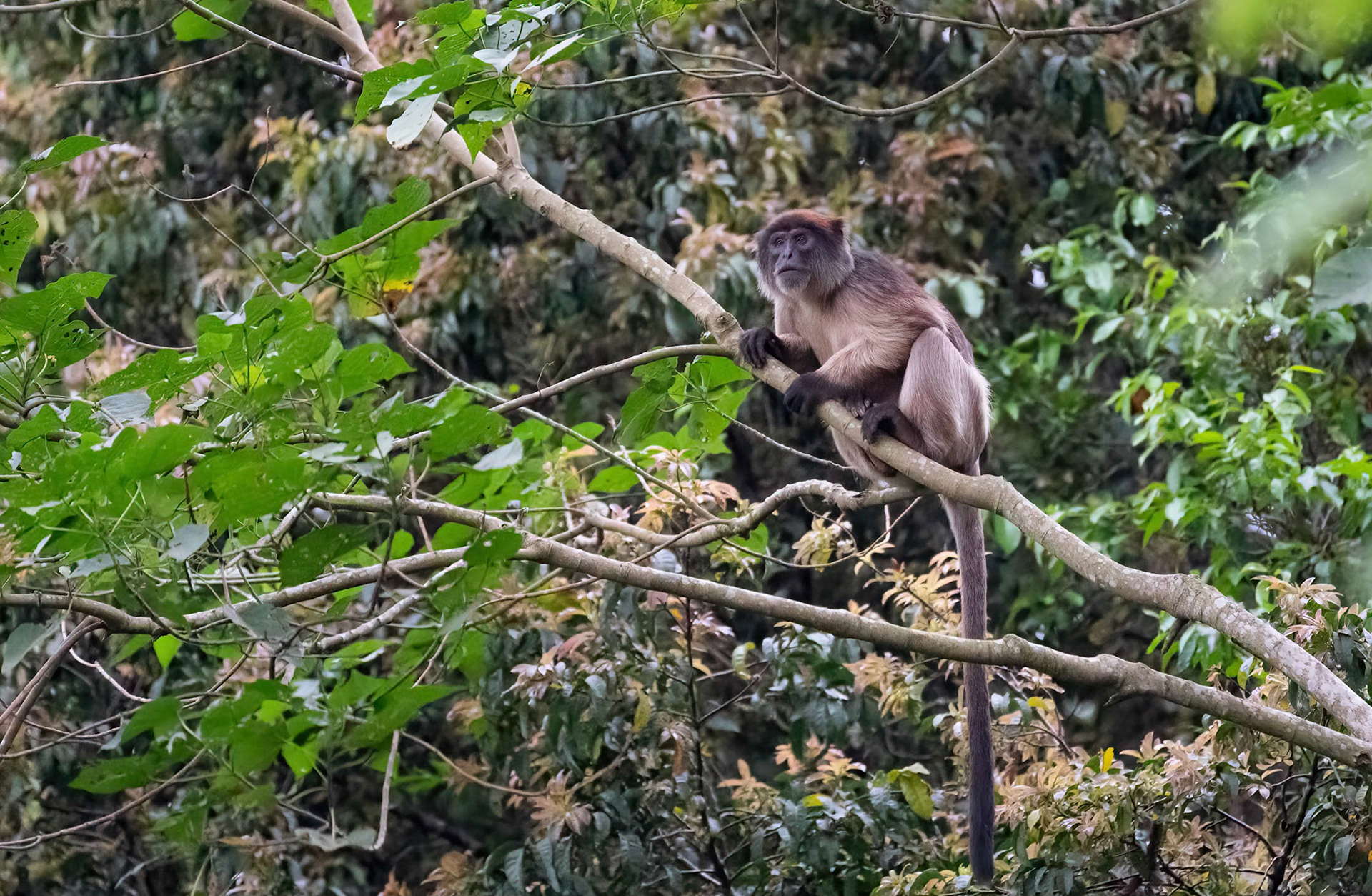 Red Colobus Monkey, Bigodi Swamp, Uganda. 03-08-23.