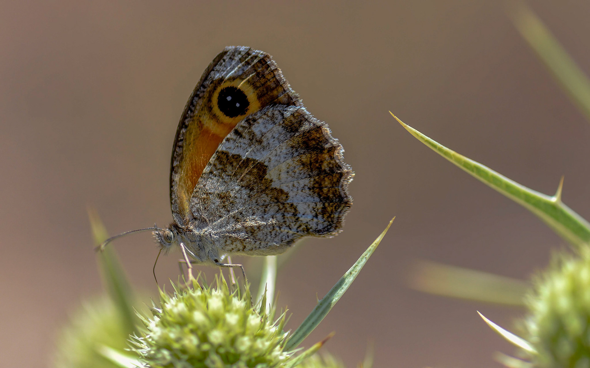 Southern Gatekeeper f, La Biar Spain 06/07/16