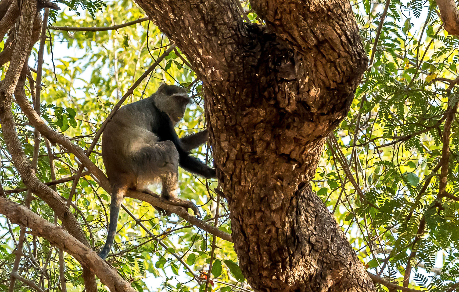 Samango Monkey, Chongwe Zambia  05/09/17