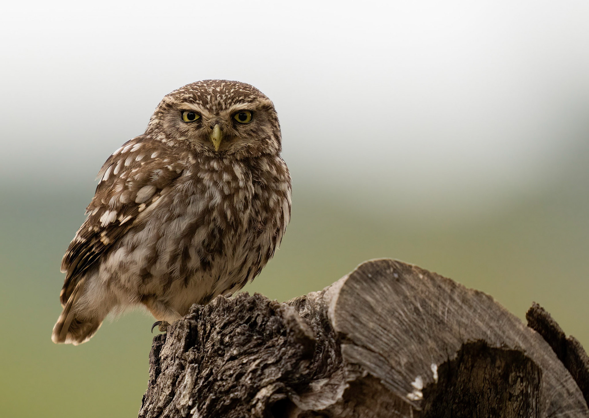 Little Owl,Adamuz, Andalucia, Spain. 30/06/22.