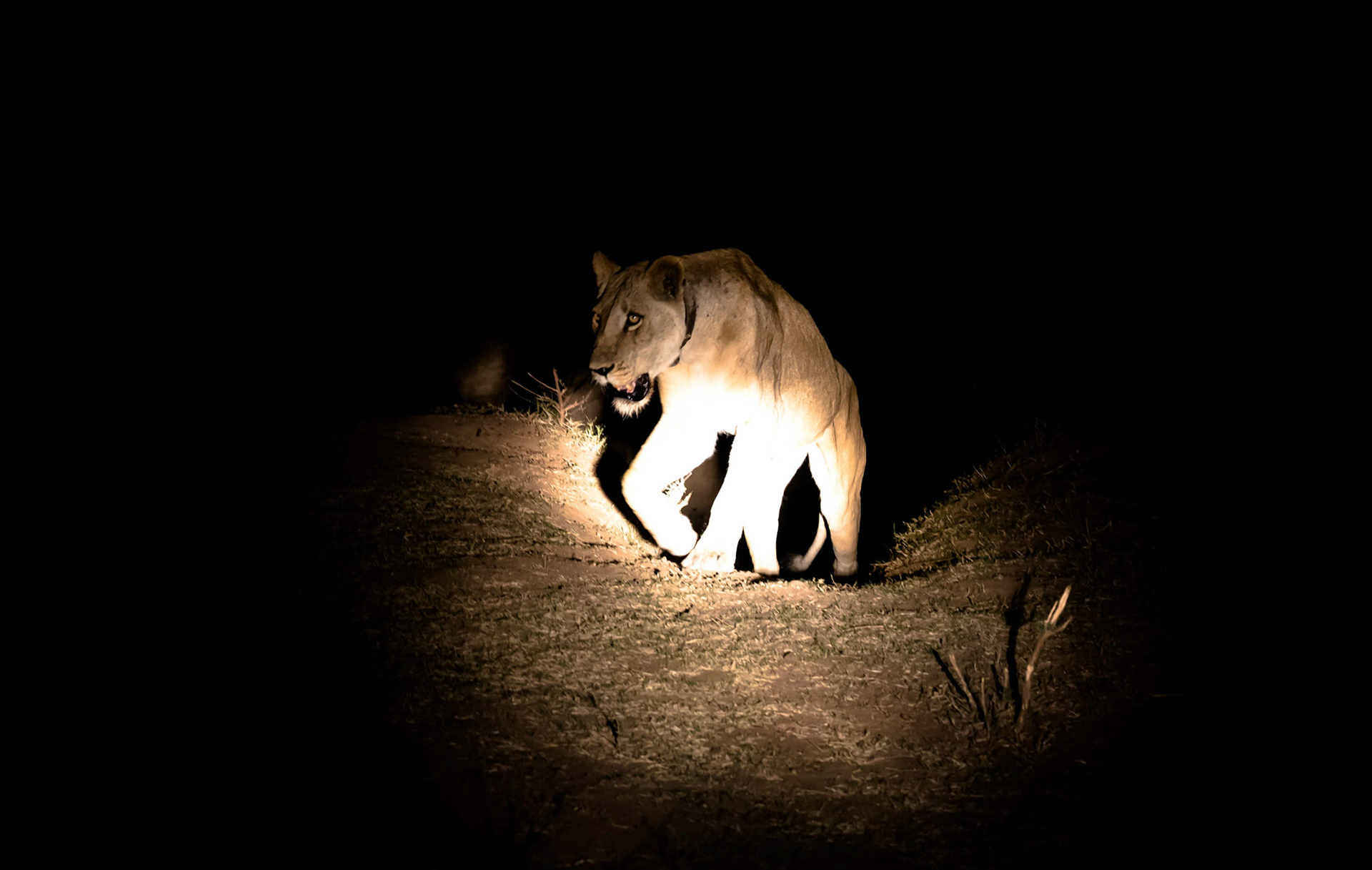 Lioness, Kafunta Zambia 08/09/17