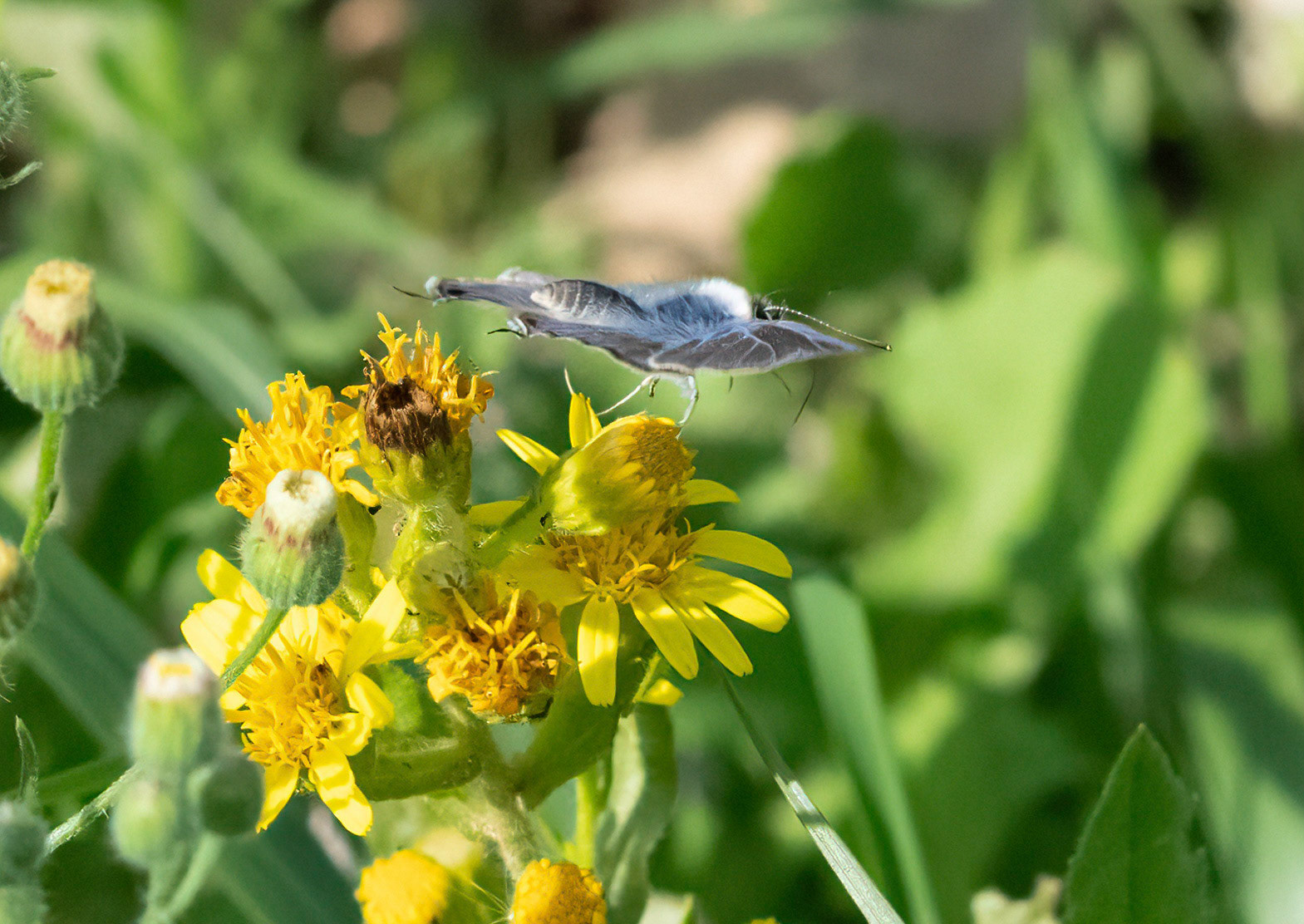 Long-tailed Blue takeoff, La Biar, Valencia, Spain. 12/10/21.