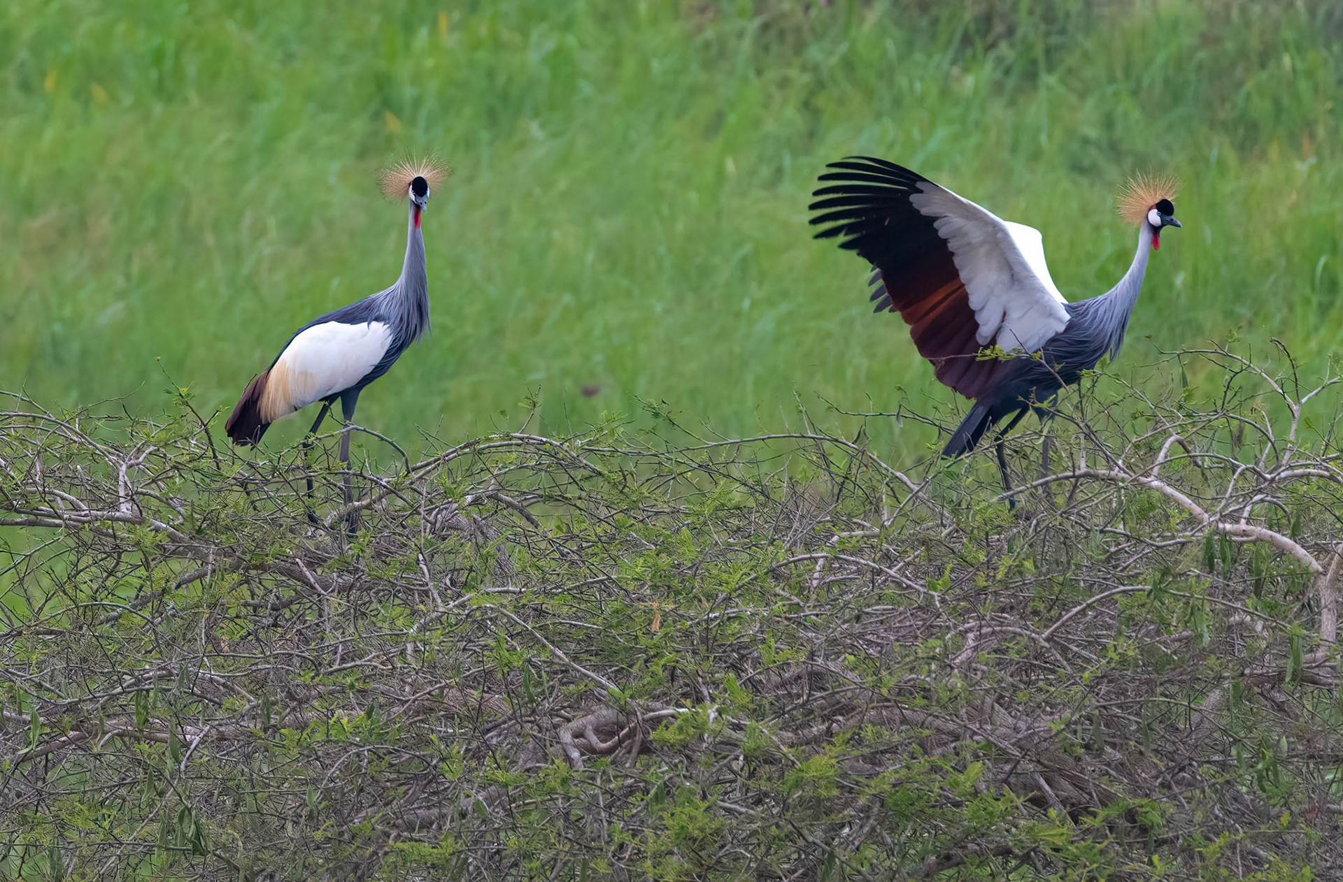 Grey Crowned Cranes, Lake Mburo, Uganda. 07-08-23