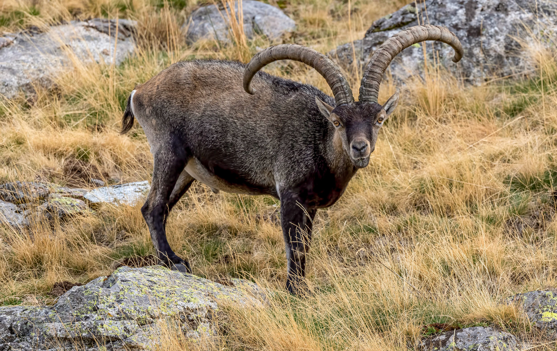Spanish Ibex Ram, Gredos Mnts Spain 24/09/19