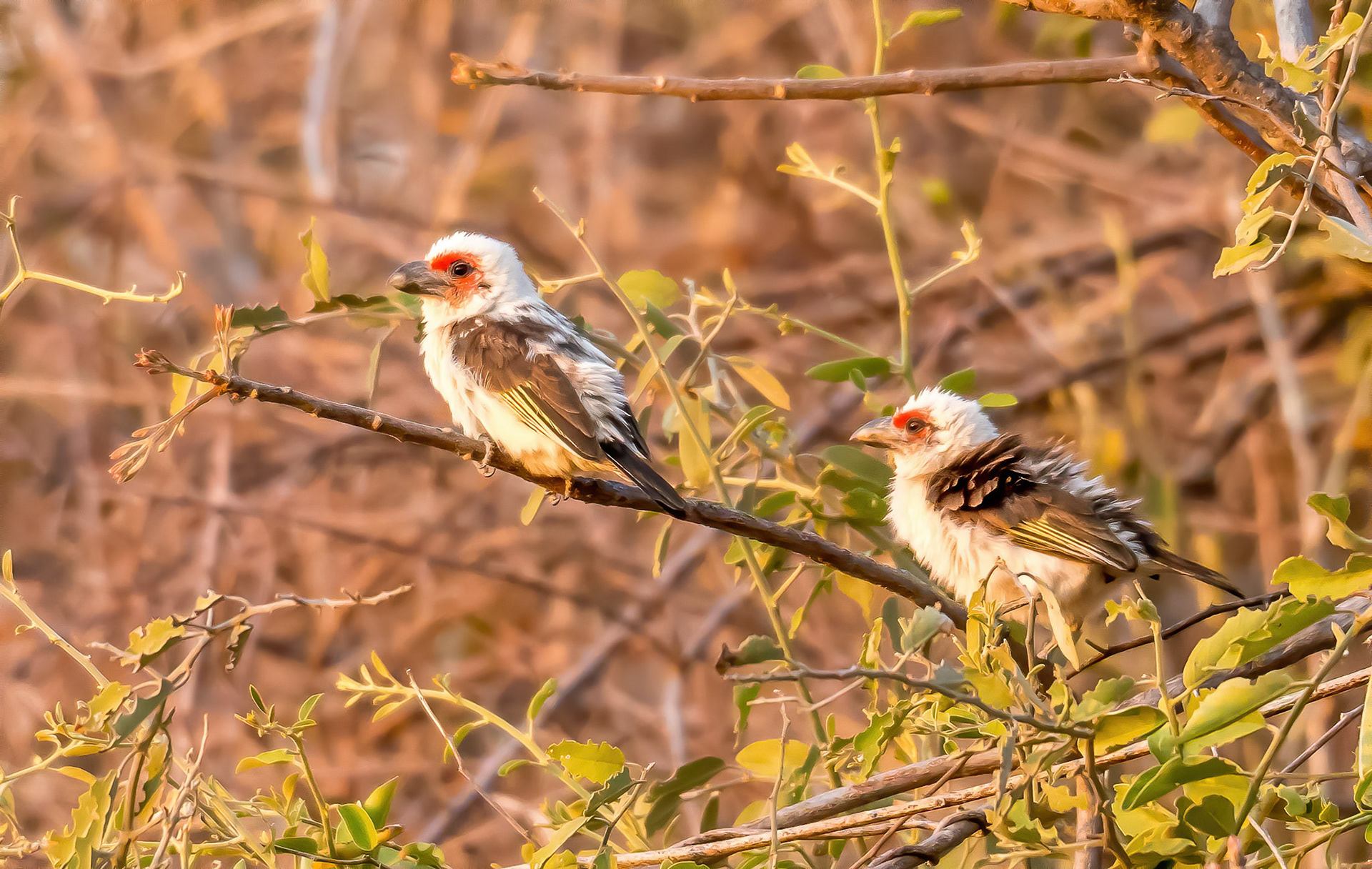 Chaplin's Barbet's Mukambi Zambia 02/09/17