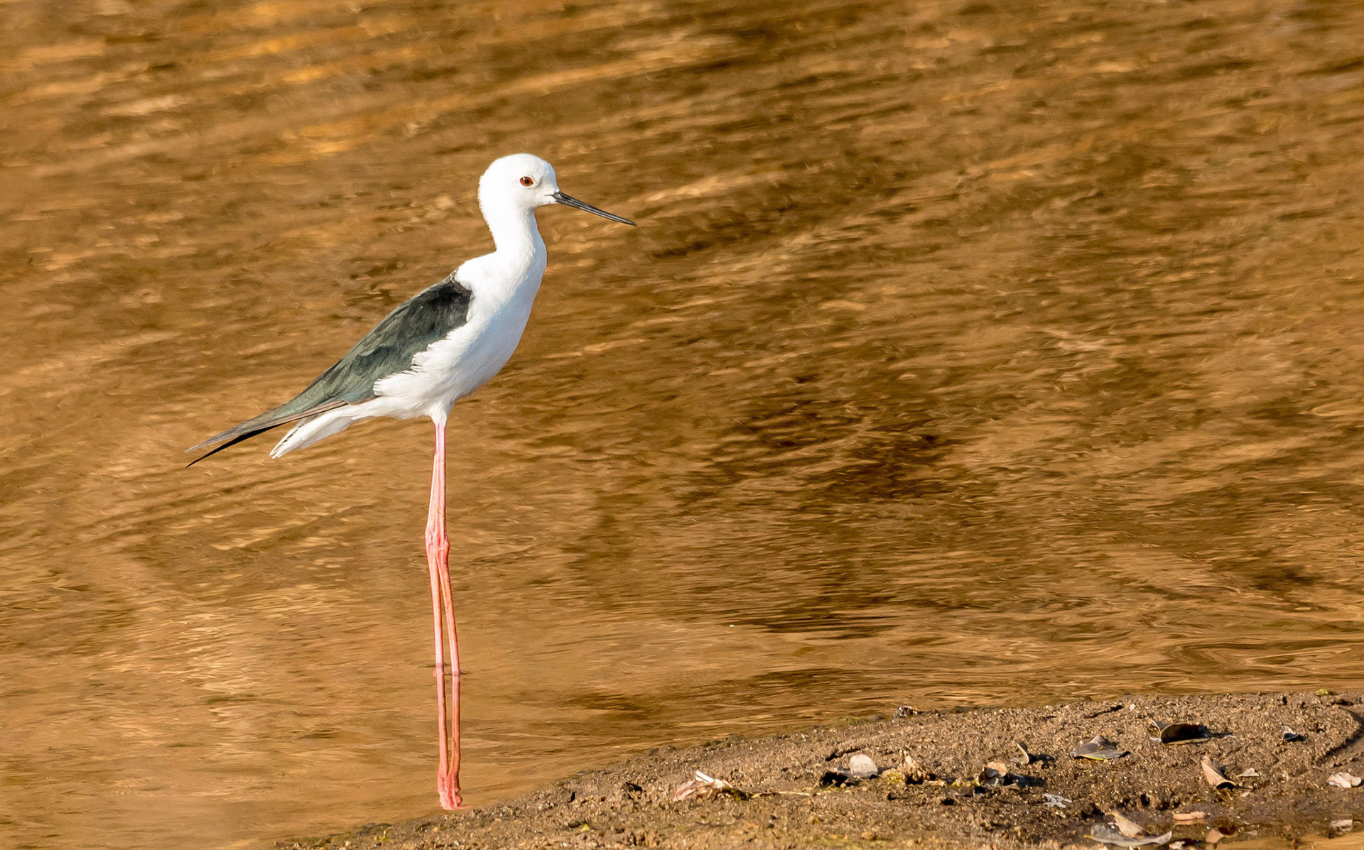 Black-winged Stilt, Chongwe Zambia 05/09/17