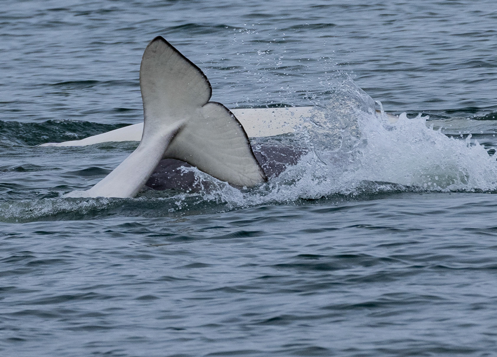 Beluga Whale tail fluge, Moab Bay, Svalbard. 09-08-2022.