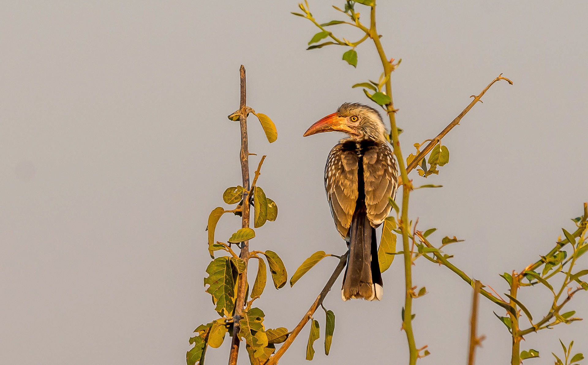 Red-billed Hornbill, Kafunta Zambia 08/09/17