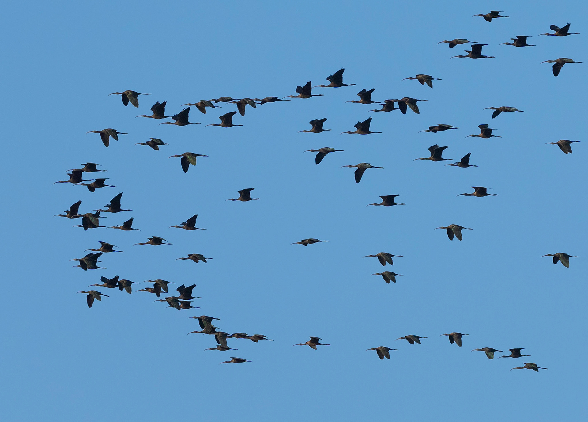 Glossy Ibis flock, Pego Marshes, Valencia, Spain. 24/10/21.