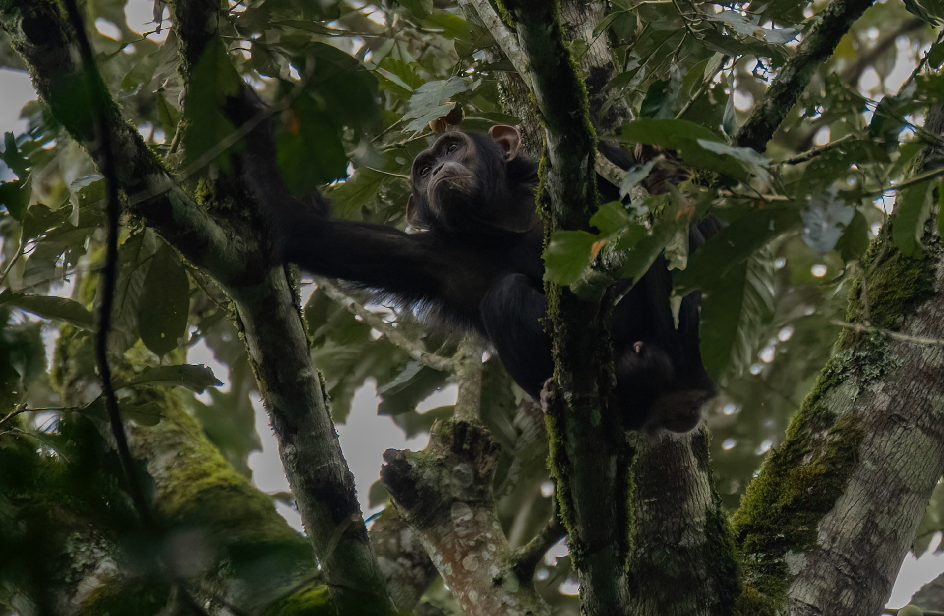 Chimpanzee in the canopy, Kibale Forest Park, Uganda. 03-08-23.