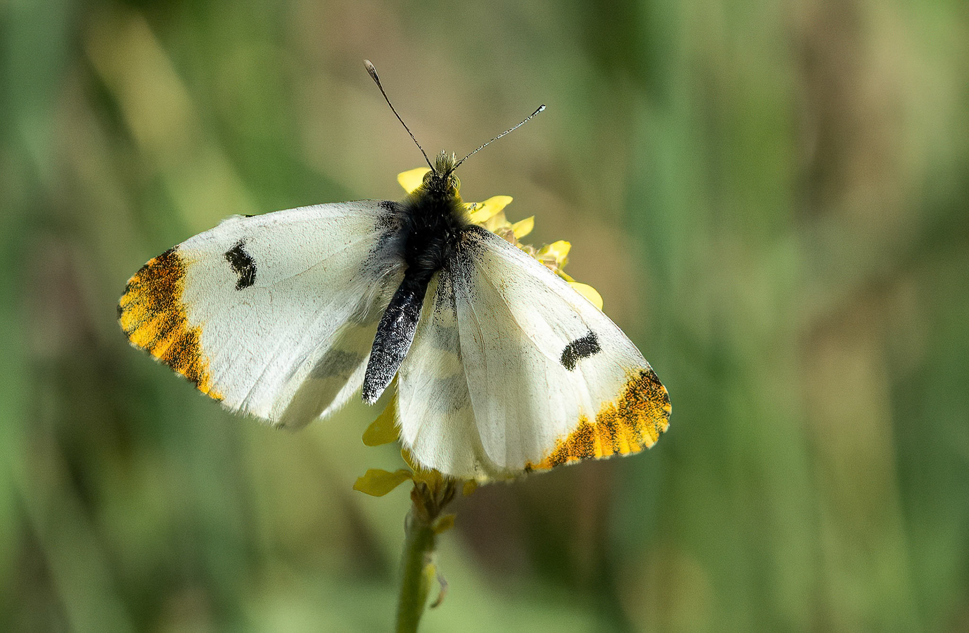 Moroccan Orange Tip female, Alcoi Valencia Spain. 13-04-23.