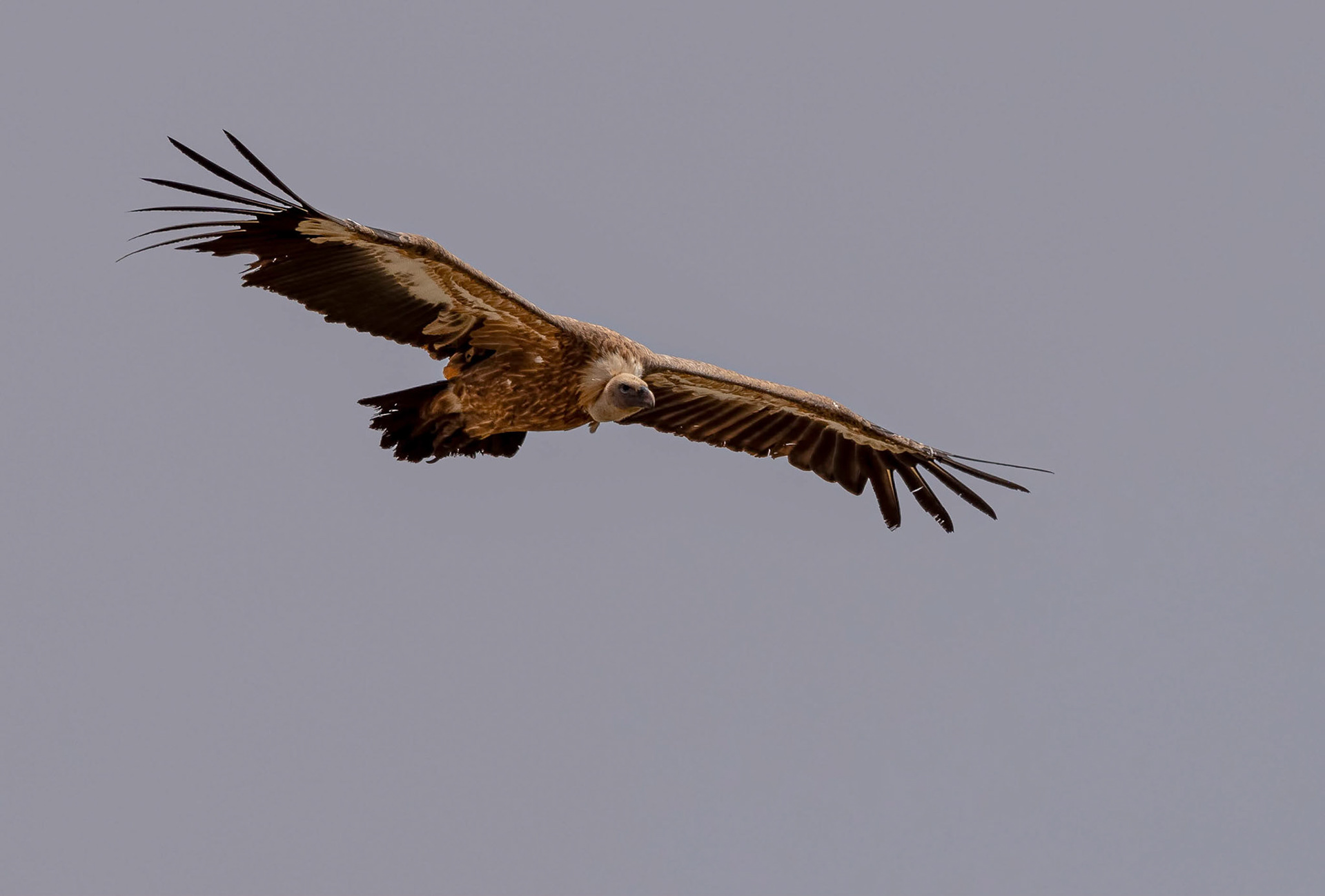 Gryphon Vulture, Sepulveda Spain 24/06/19