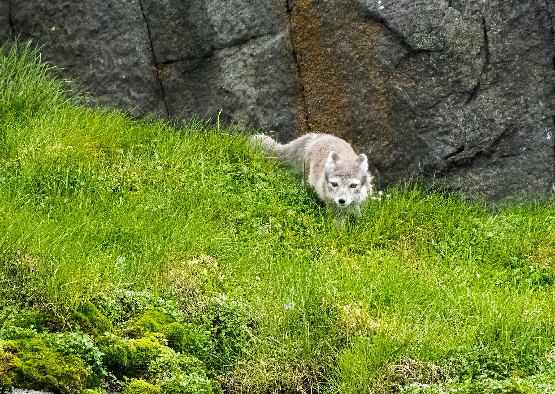Arctic Fox, Alkefjellet cliffs, Svalbard. 04-08-2022.