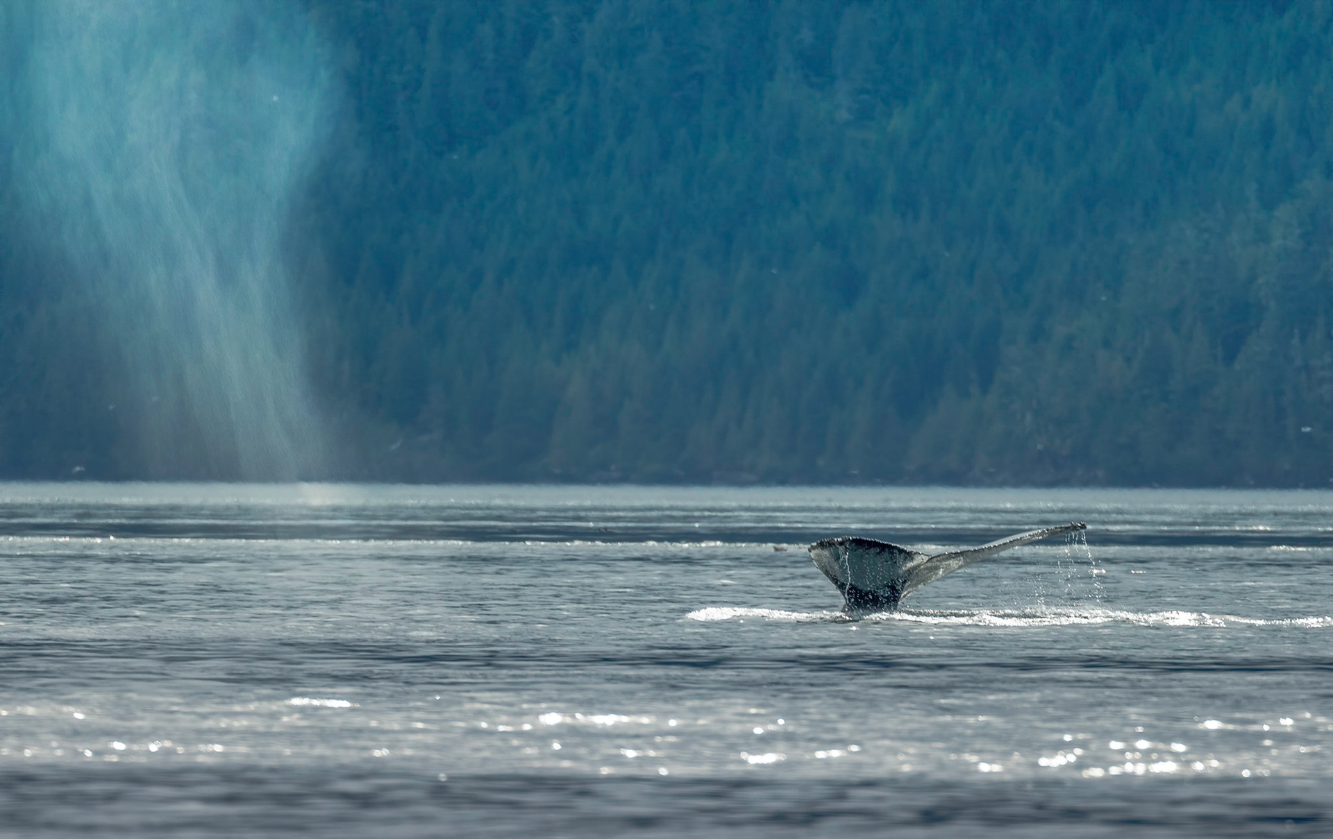 Humpback Whale. Johnson Strait. Vancouver Island 22/09/18