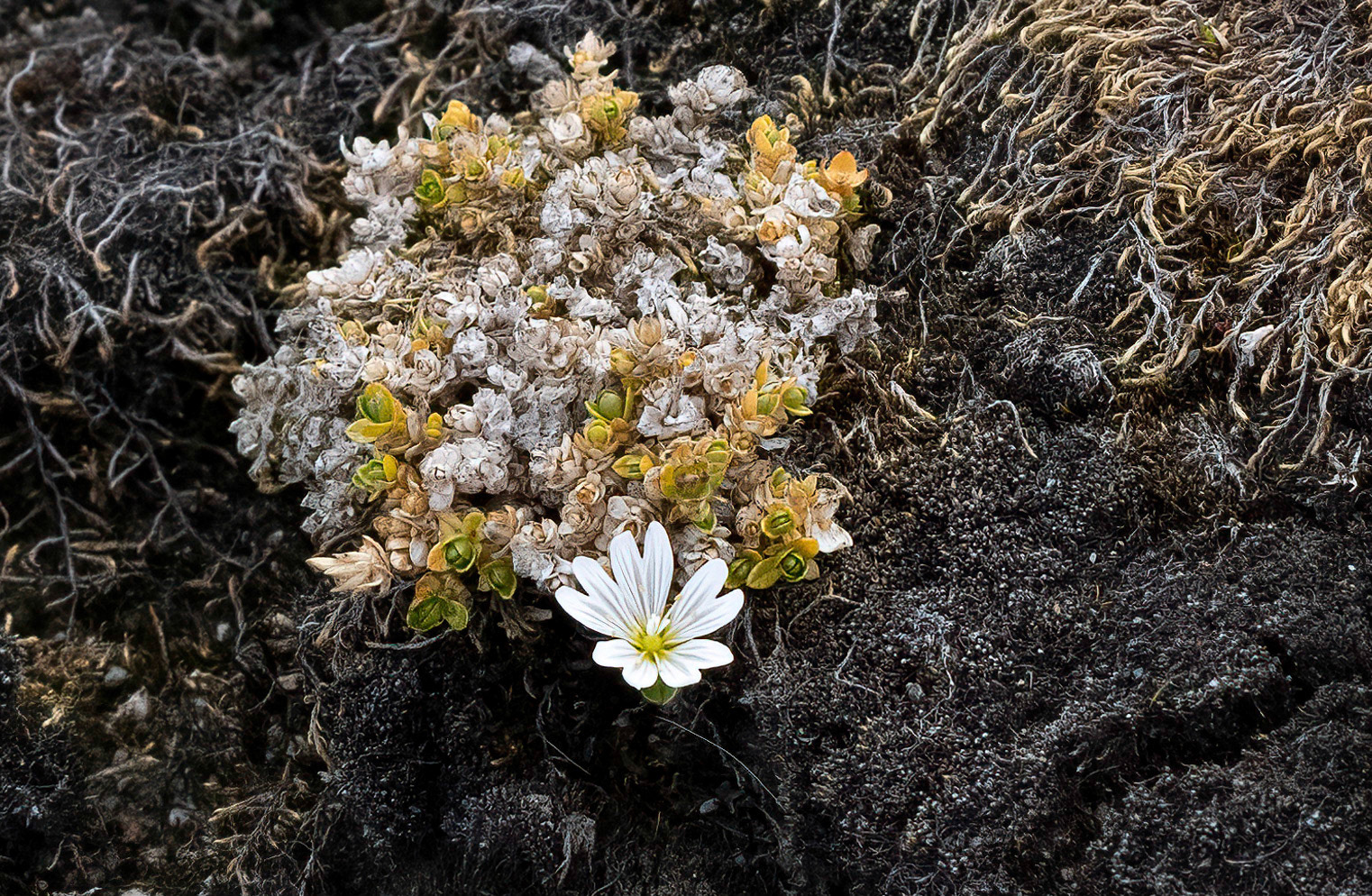 Mouse-eared Chickweed. Nathorstland, Svalbard. 09-08-2022.