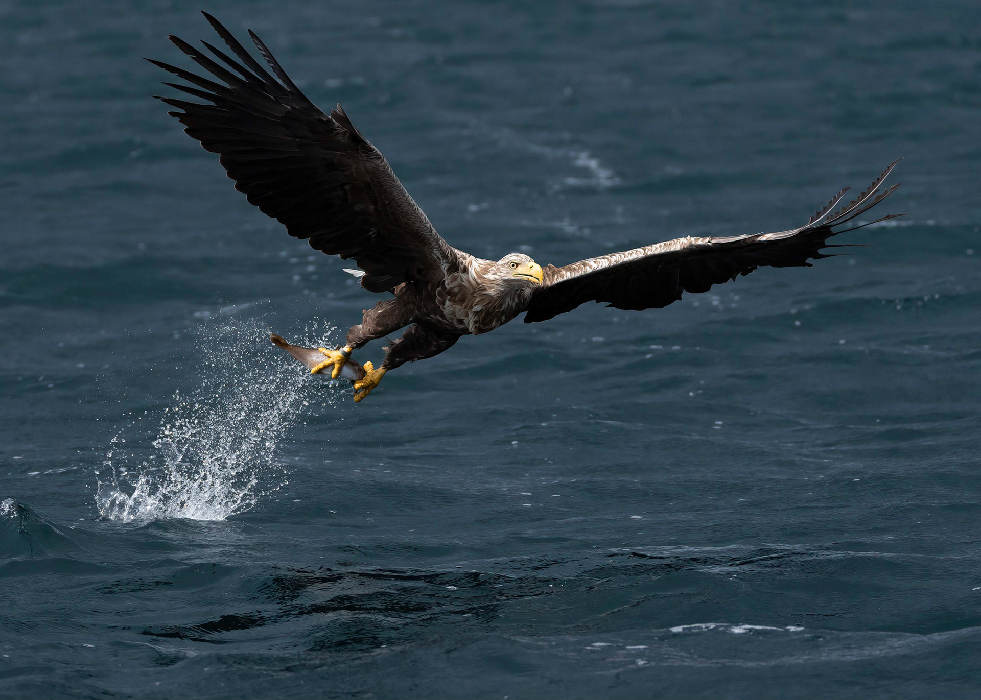 White-tailed Eagle, Loch Na Keal, Mull, Scotland. 05/08/21.