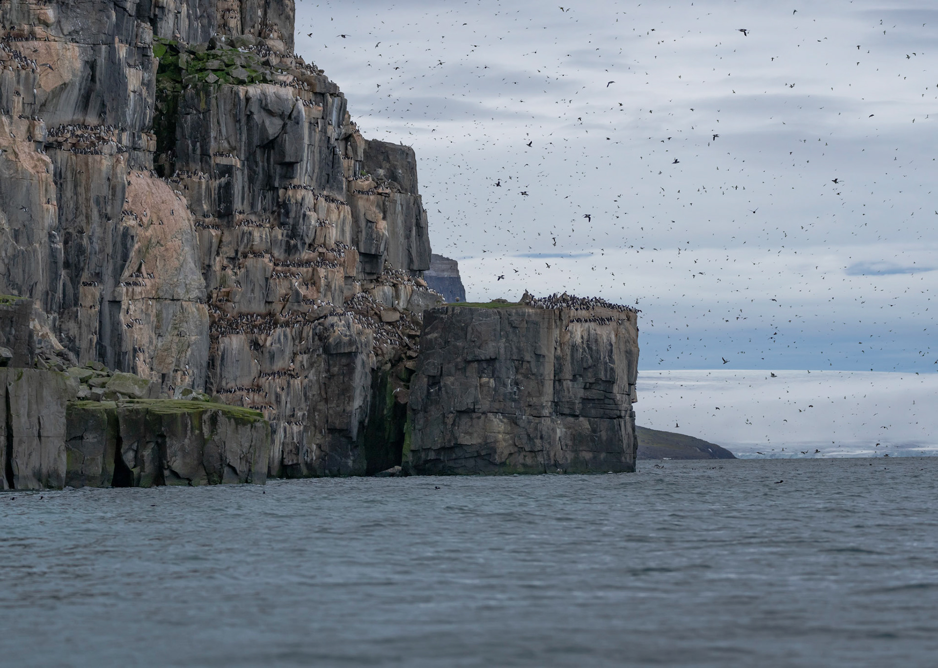Alkefjellet cliffs, (300,000 Brunnich's colony) Hinolpen Strait, Svalbard. 04-08-2022.