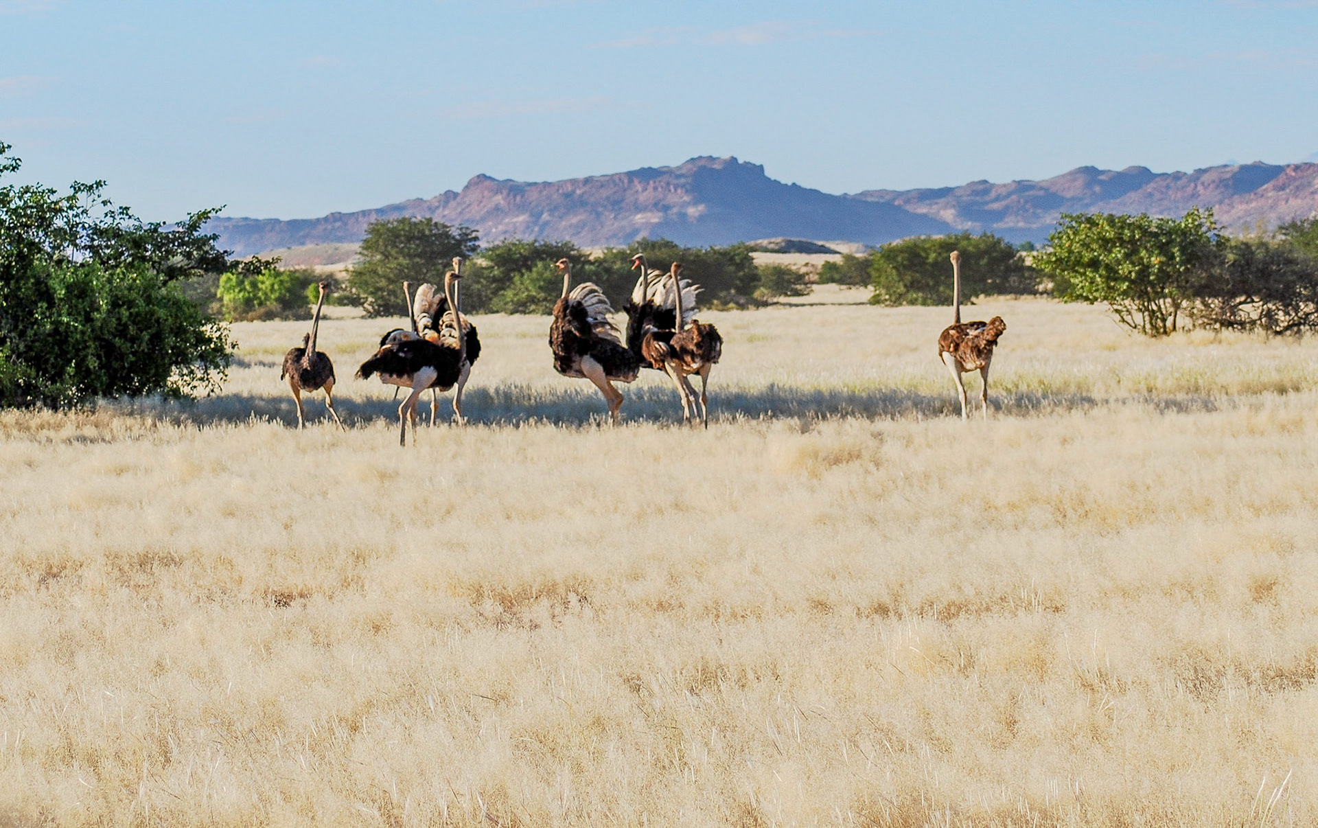 Ostrich, Damaraland Namibia 25/04/09