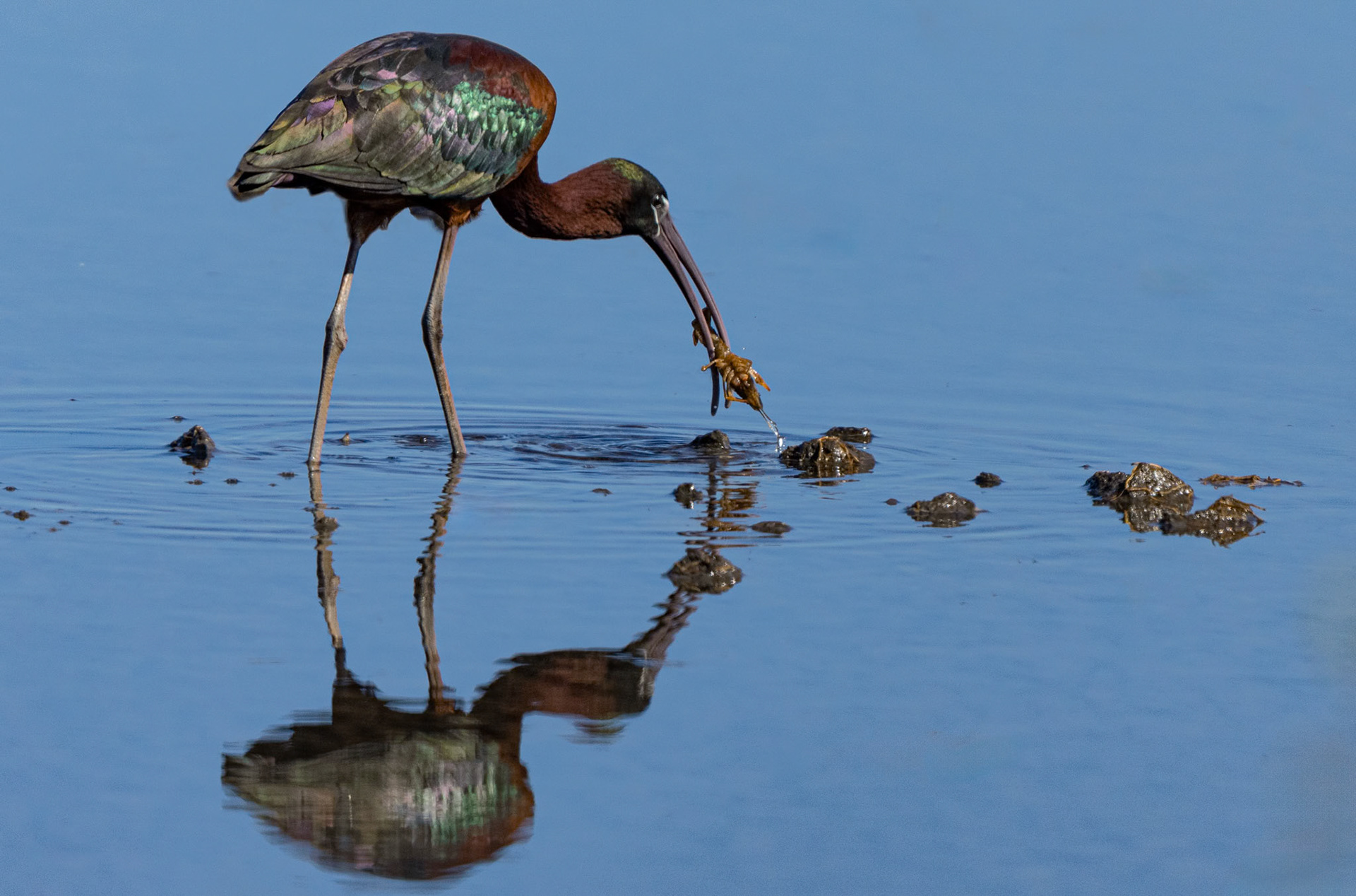 Glossy Ibis + Crayfish, Pego Marshes, Valencia Spain. 16-04-23