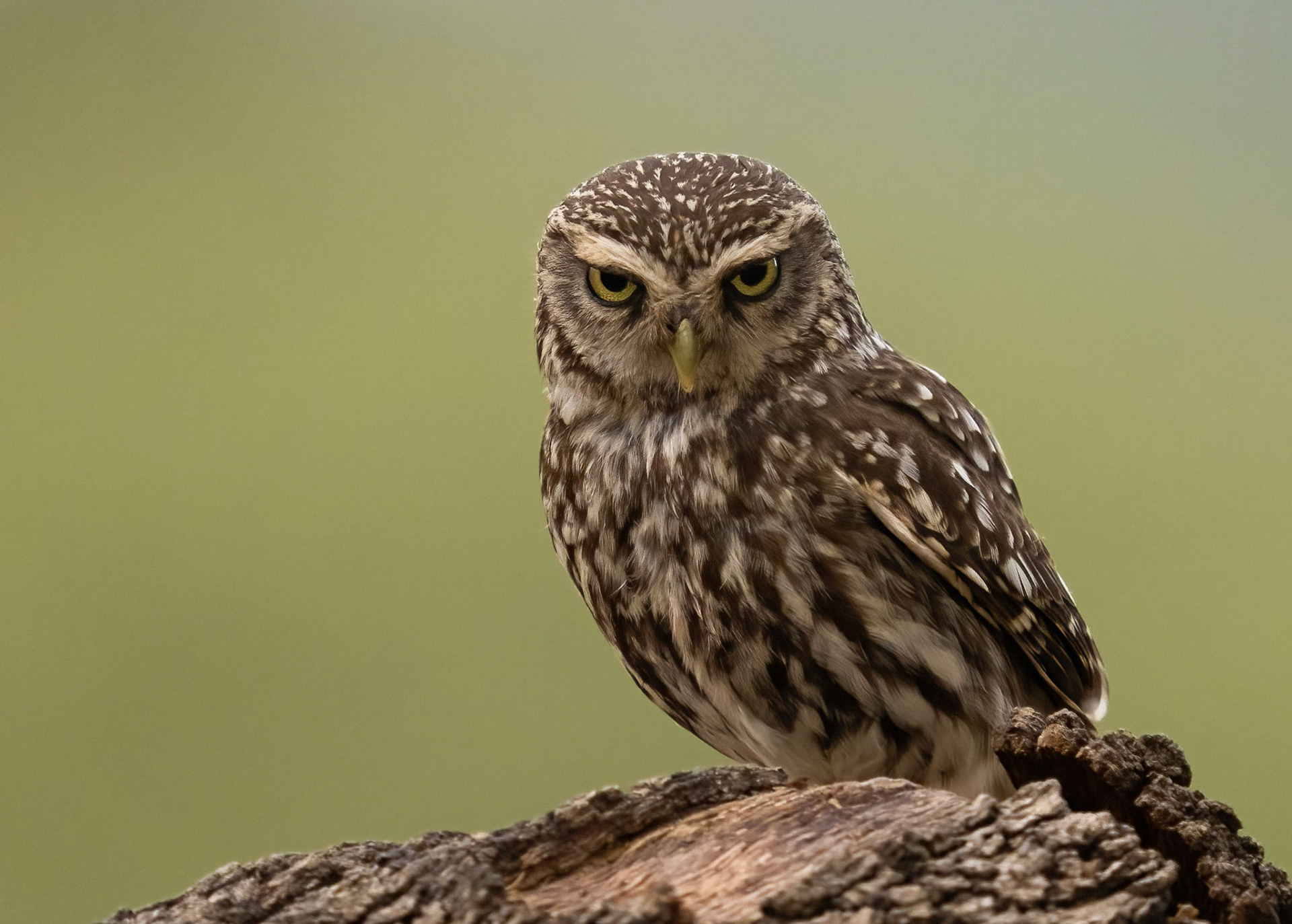 Little Owl, Adamuz, Andalucia, Spain. 30/06/22.