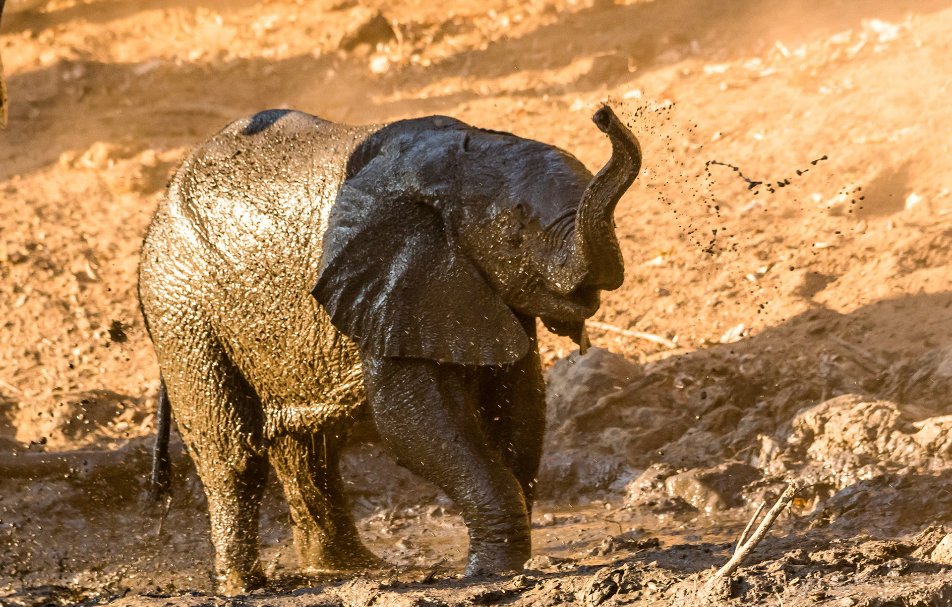 Baby Elephant, Chongwe Zambia 05/09/17