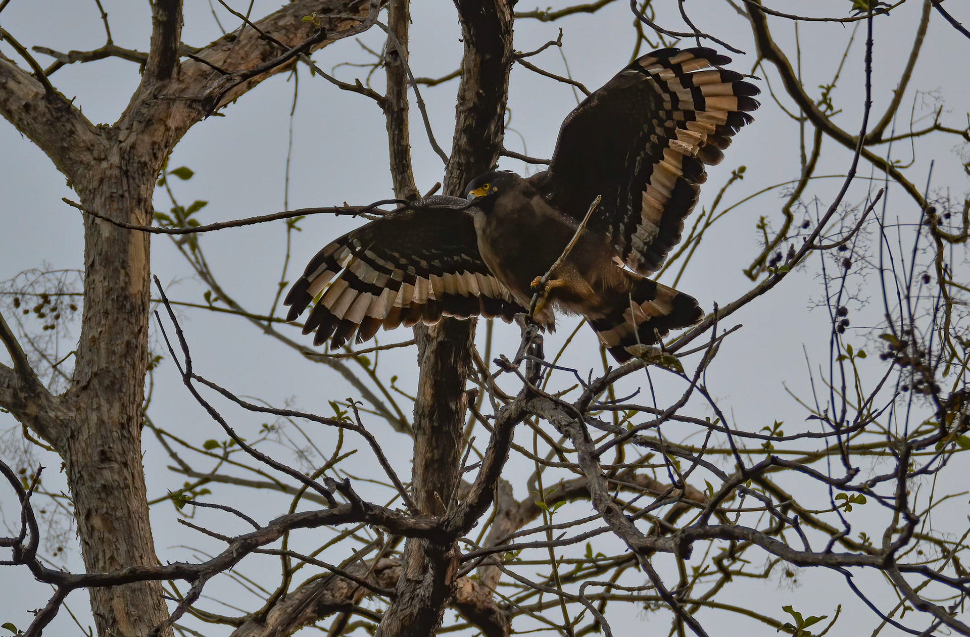 Crested Serpent Eagle, Panna NP, Madhya Pradesh India 16/03/14.