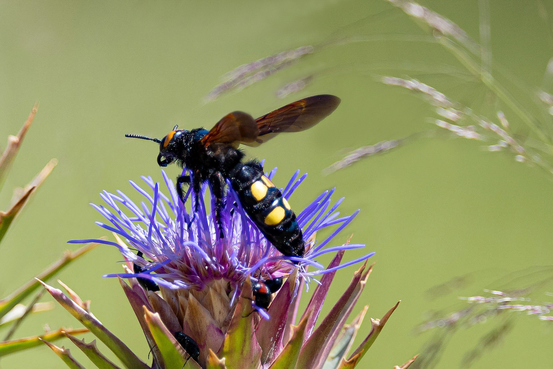 Scolid Wasp on Cardoon, La Biar Spain, 17/06/19