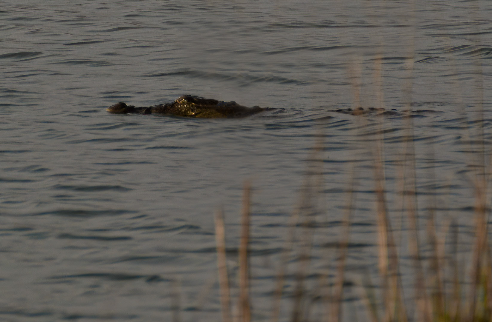 Marsh Mugger Crocodile, Ranthambore NP, Rajasthan India 12/03/14.