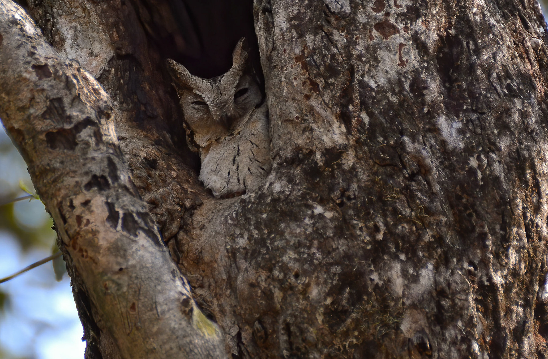 Indian Scops Owl, Bandhavgarh Madhya Pradesh, India 18/03/14.