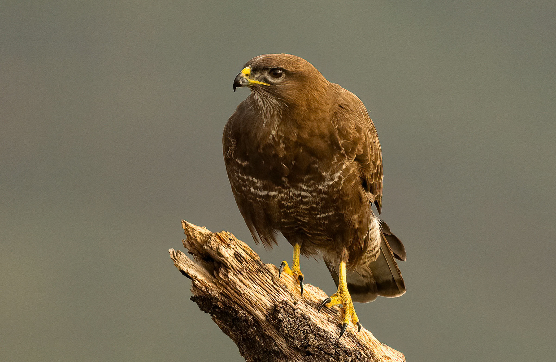 Male Buzzard, Adamuz Andalucia, Spain. 31-05-23.