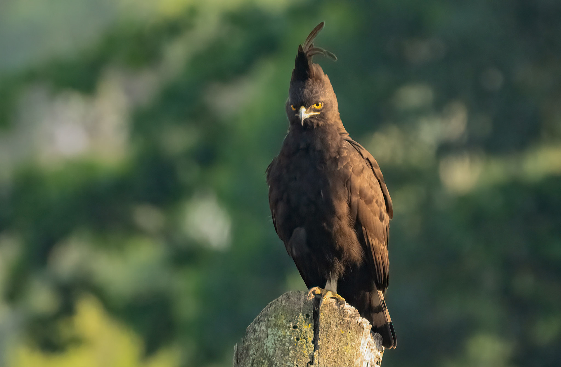 Long-crested Eagle, near Kabale, Uganda. 06-08-23.