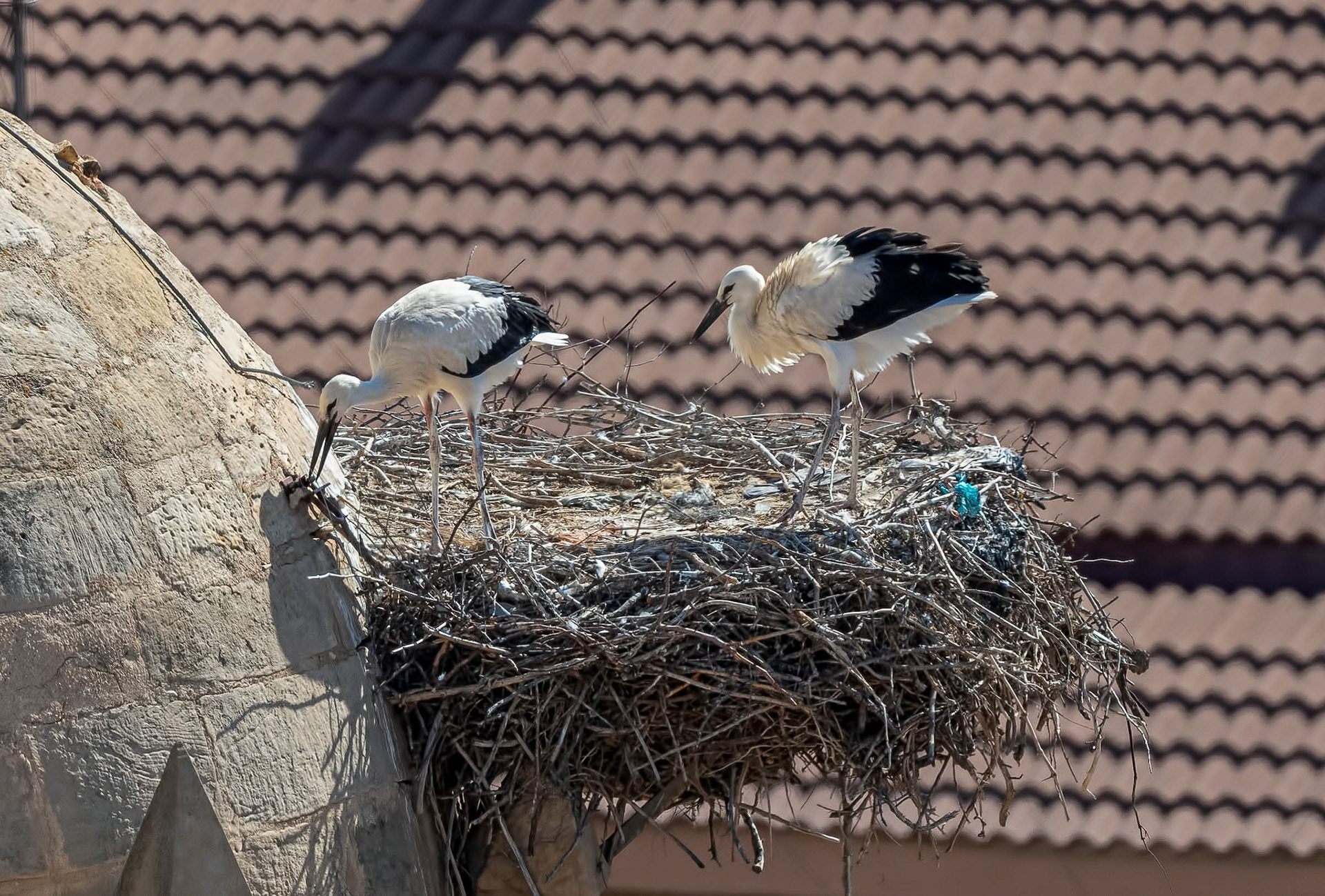 White Storks, Alcaniz Spain 29/06/19