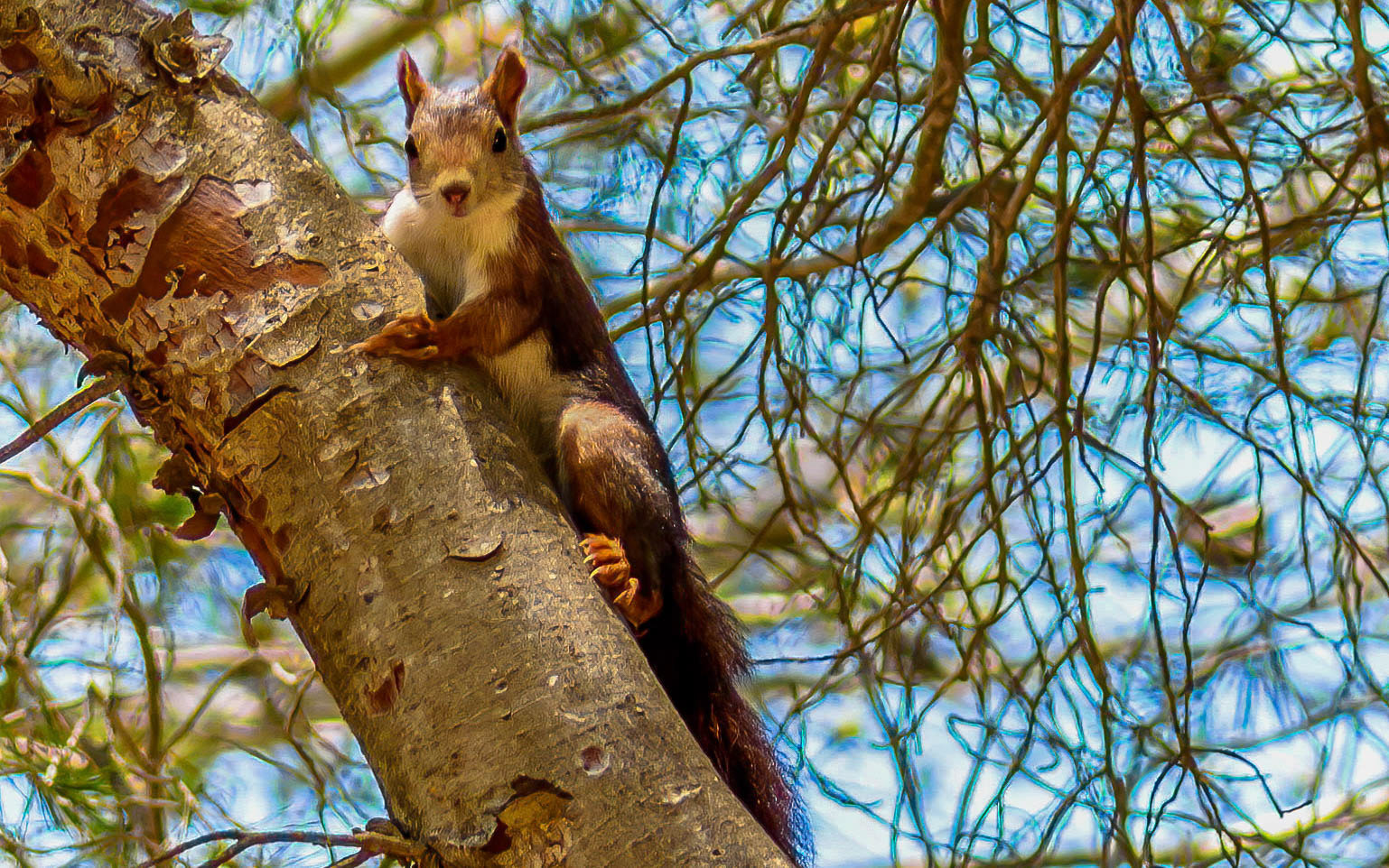 Red Squirrel, La Biar Spain 10/06/16