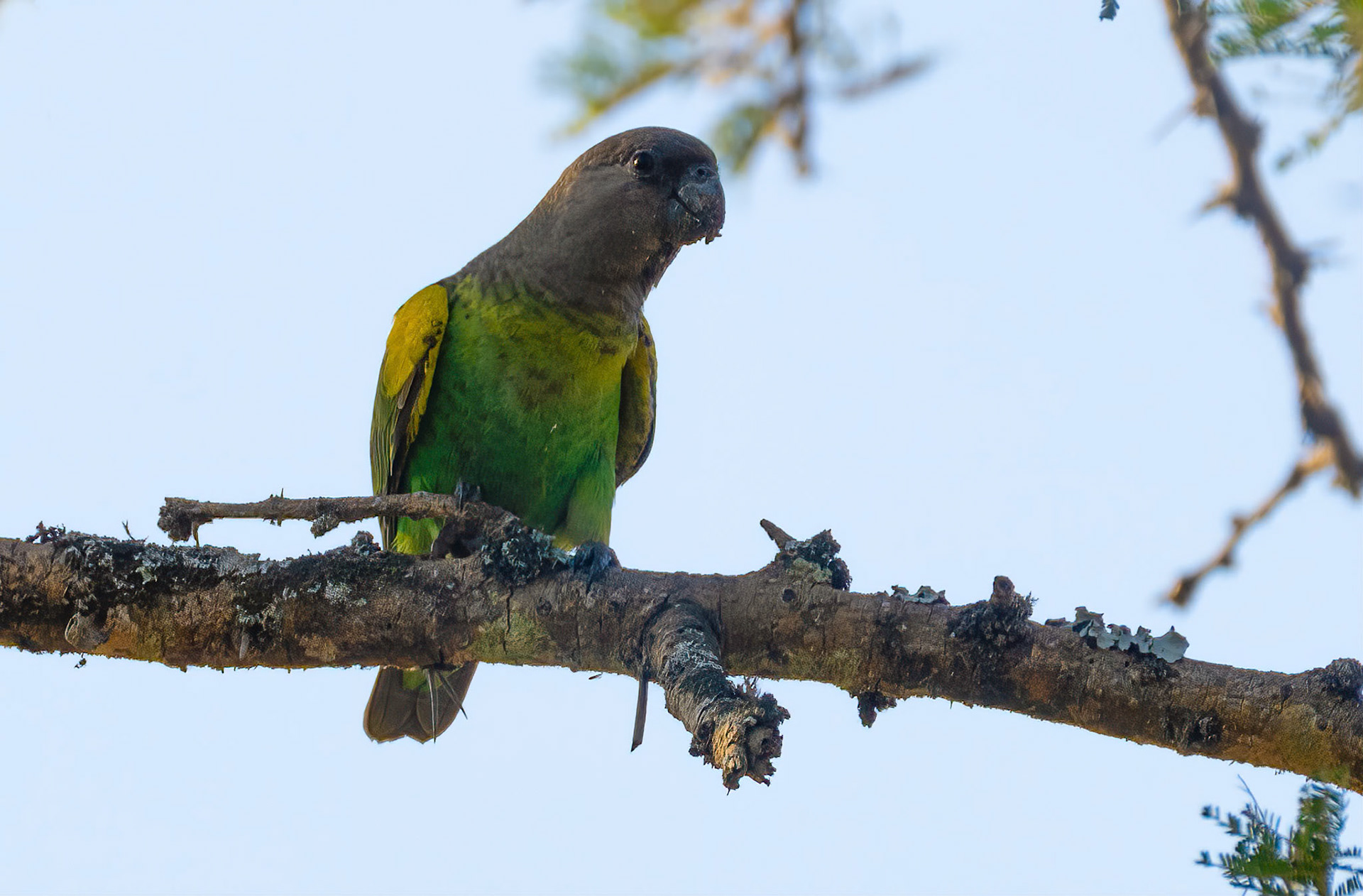 Meyer's Parrot, Lake Mburo, Uganda. 06-08-23.