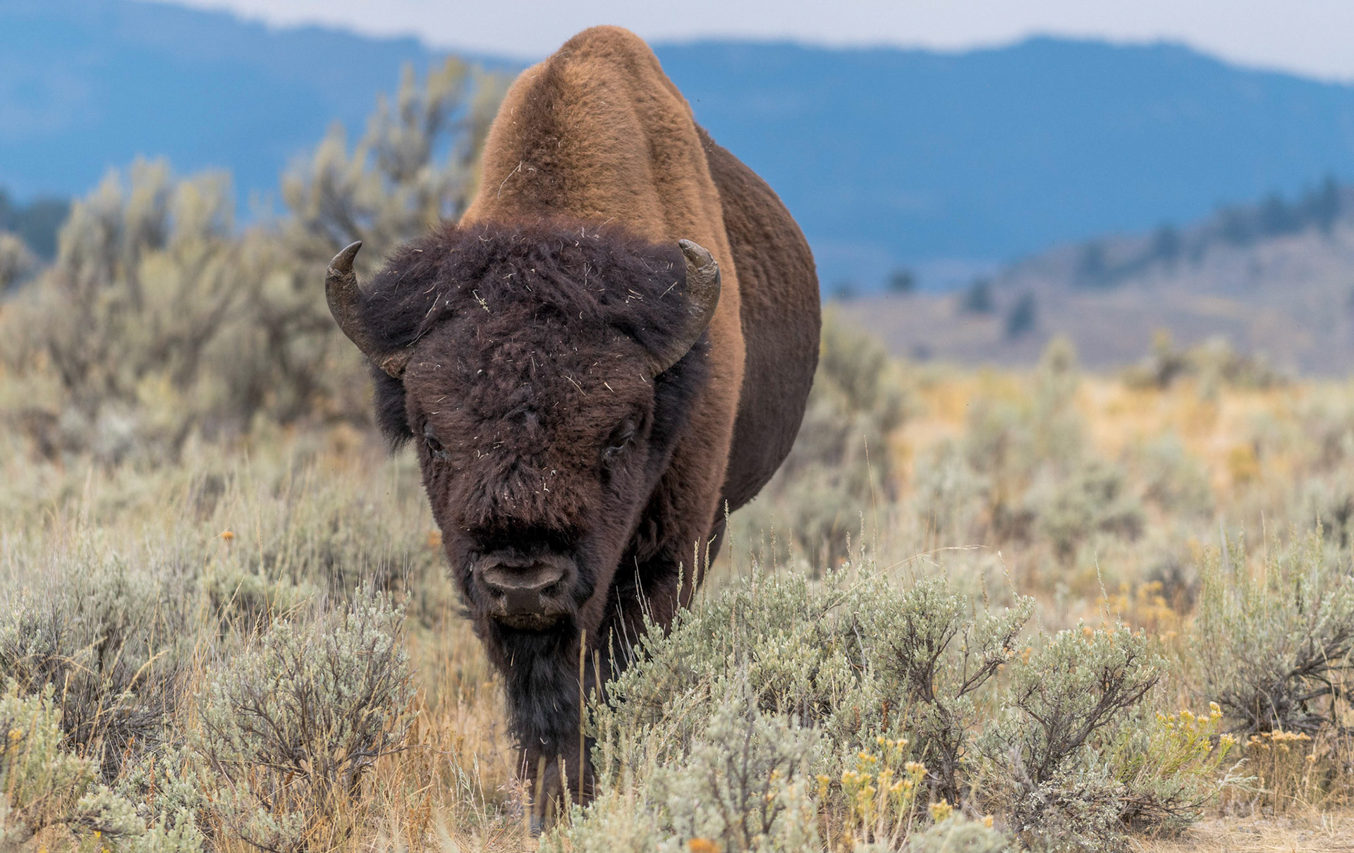 Male Bison. Yellowstone Wyoming 13/09/18