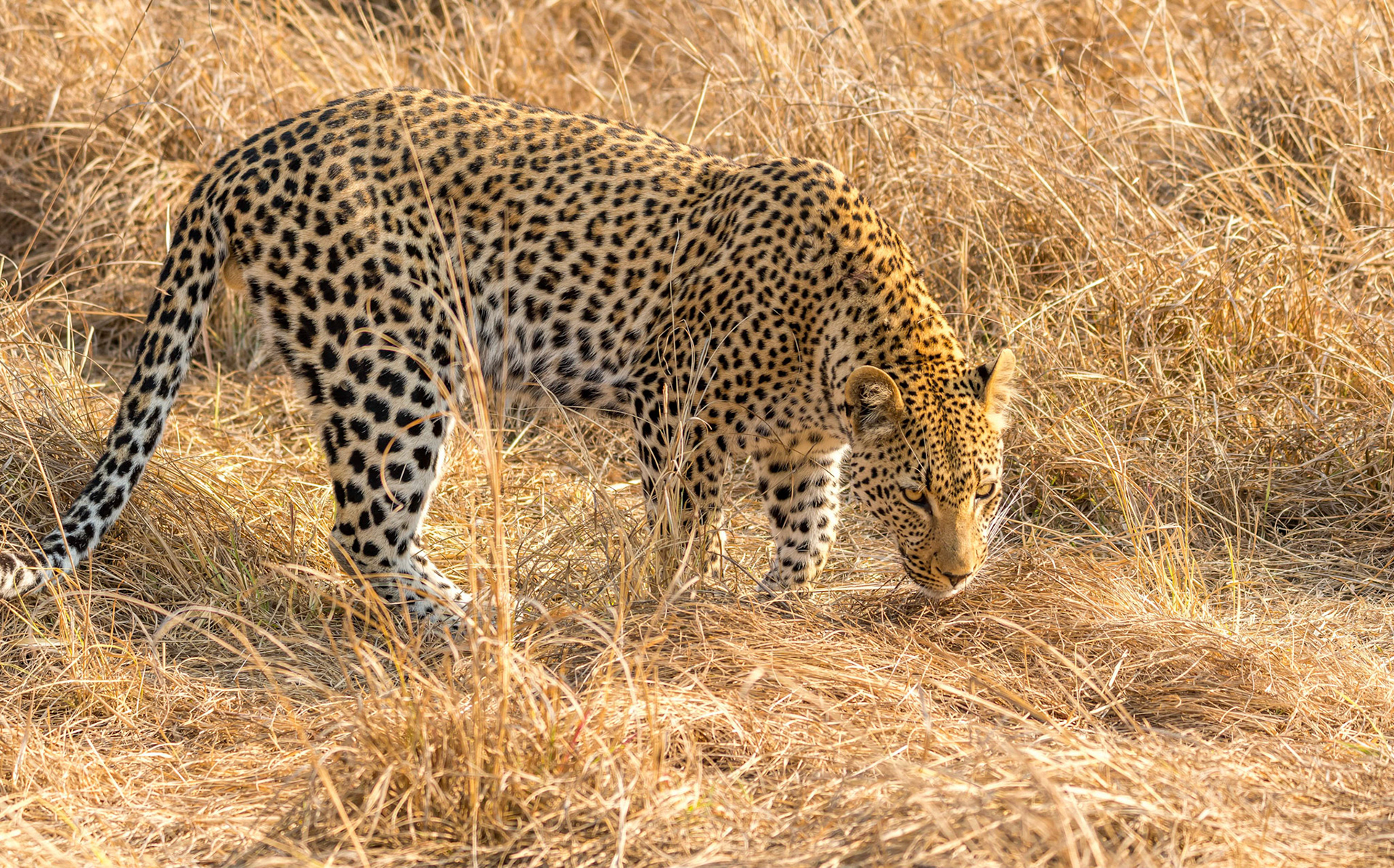Leopard, Mukambi Zambia, 03/09/17
