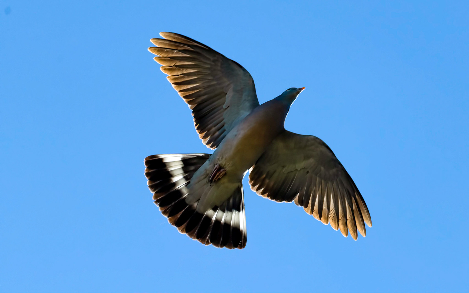 Woodpigeon, La Biar Spain 27/04/19