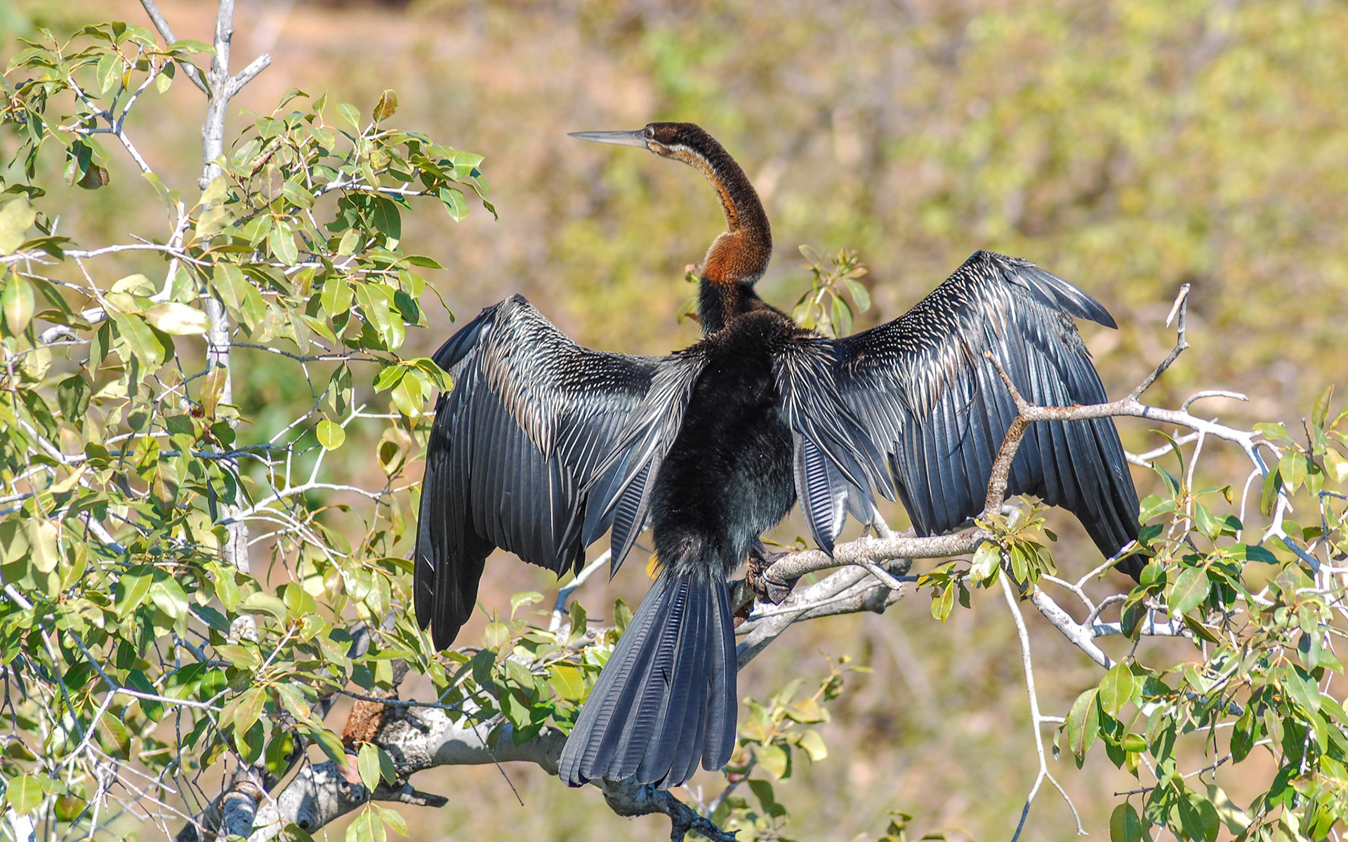 African Darter, Chobe Botswana 12/05/11