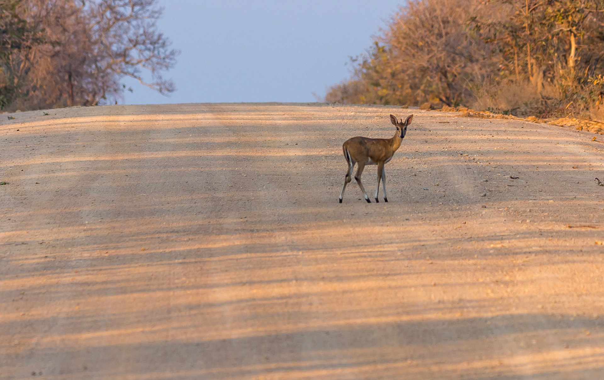 Common Duiker f, Mukambi Zambia 02/09/17