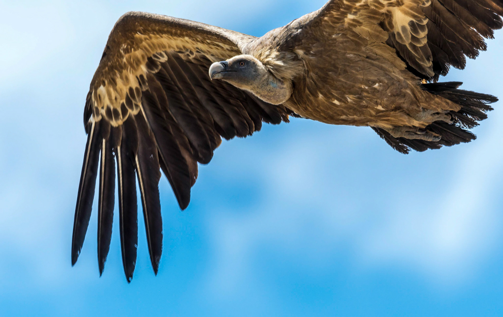 Gryphon Vulture, Pyrenees, Spain 26/06/17