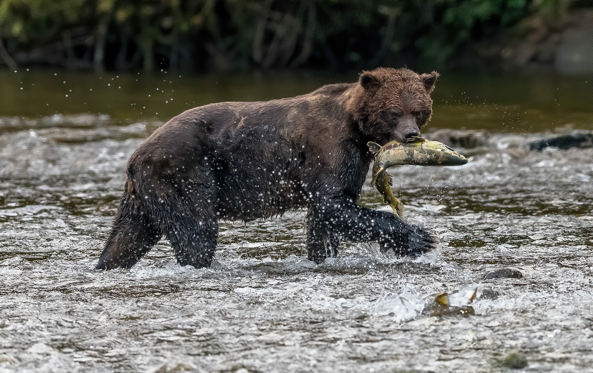 Brown Bear with Chum. Nekite river British Columbia 23/09/18
