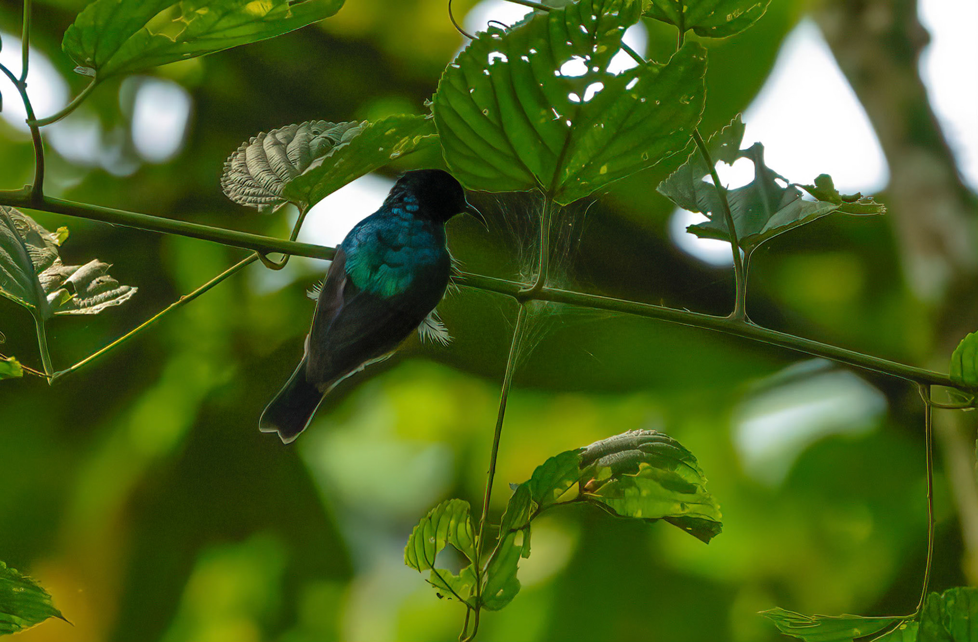 Northern Doubled-collared Sunbird, Bwindi Forest, Uganda. 05-08-23.