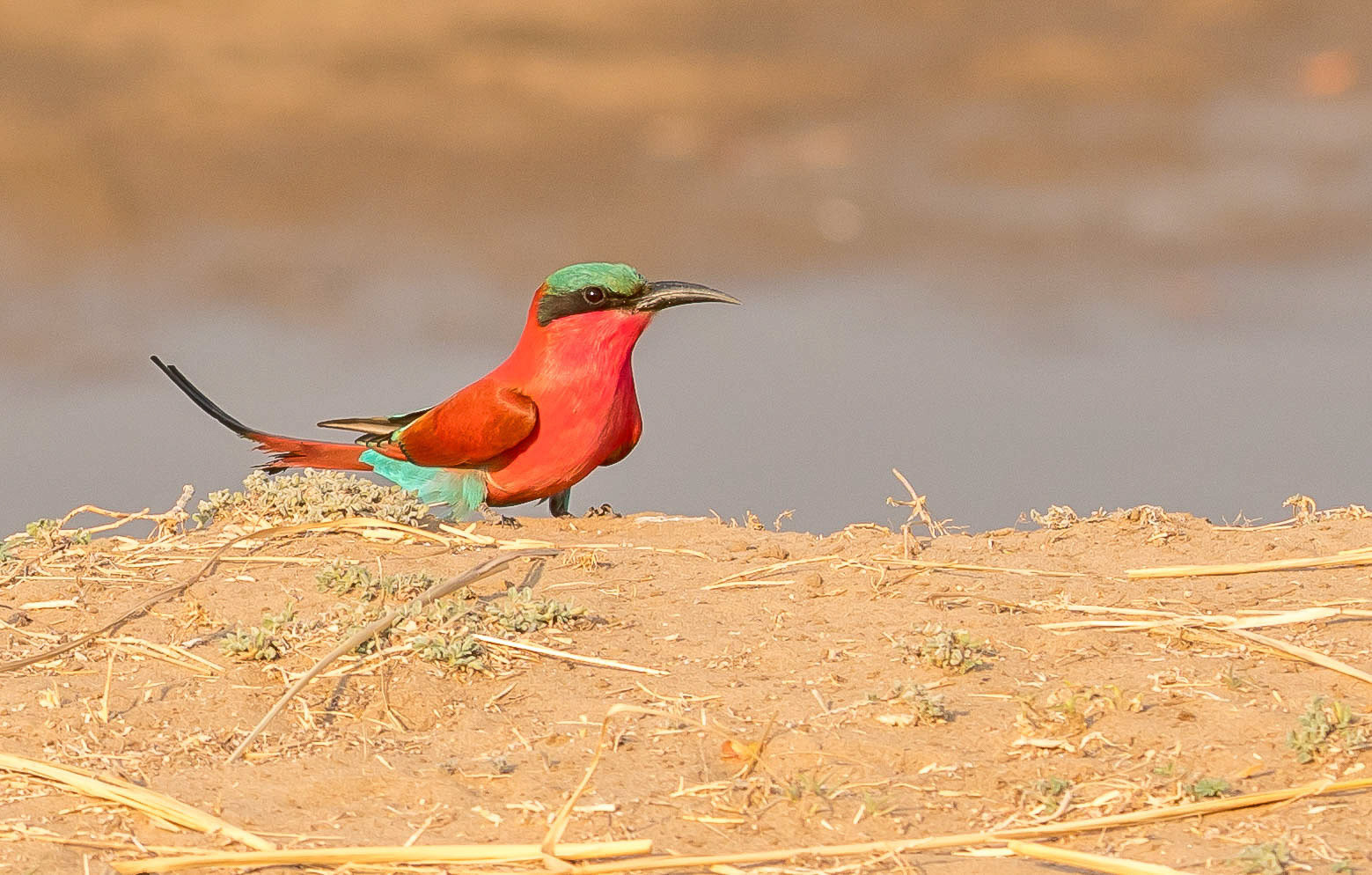 Carmine Bee-eater,  Kafunta Zambia 11/09/17