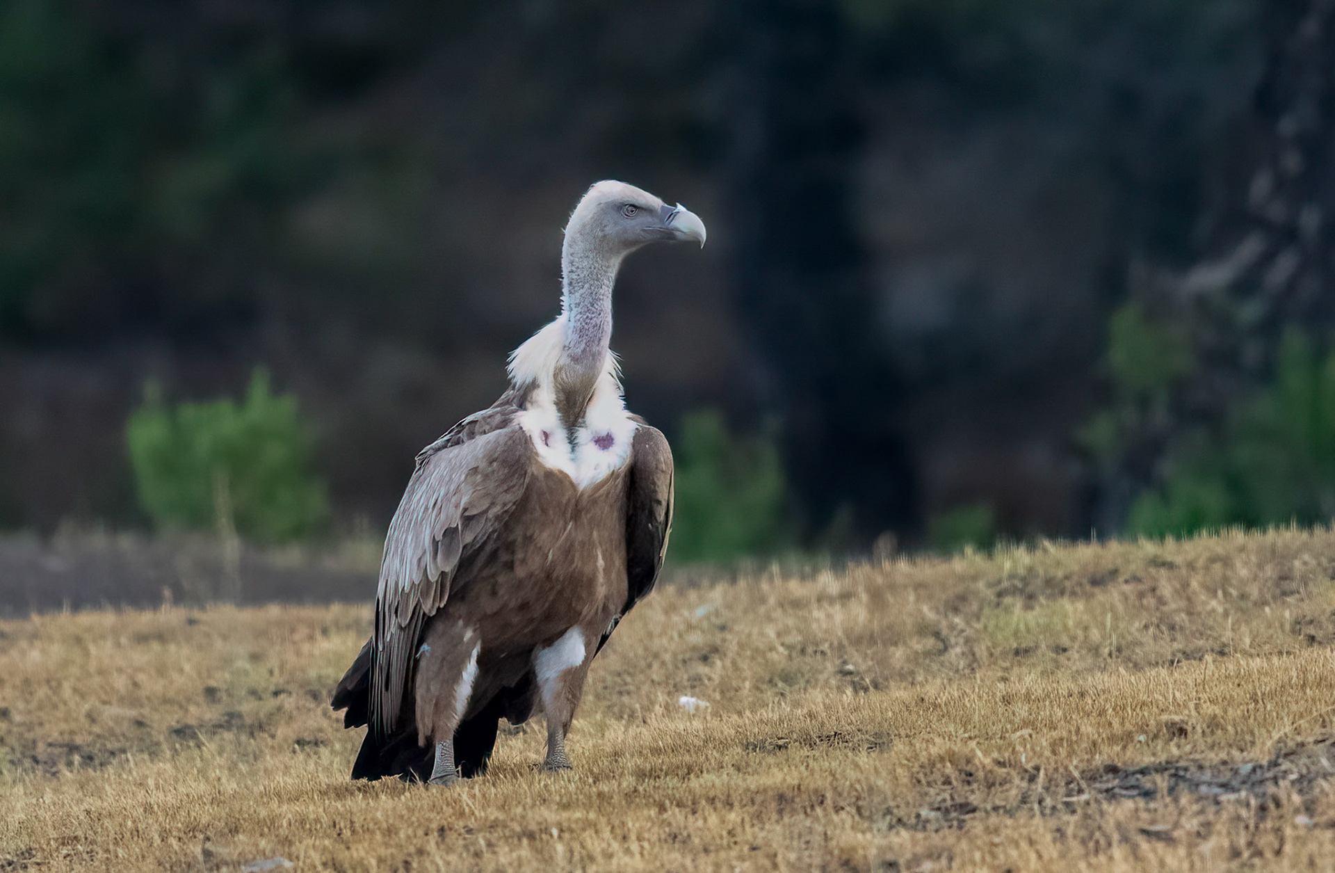 Griffon Vulture, Adamuz, Andalucia Spain. 29-05-23.